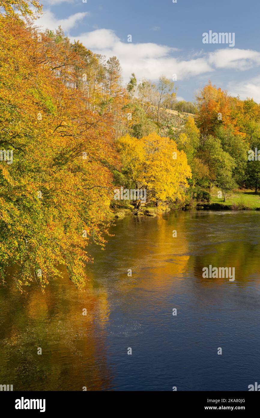 Colourful autumn trees reflected in the River South Tyne ...