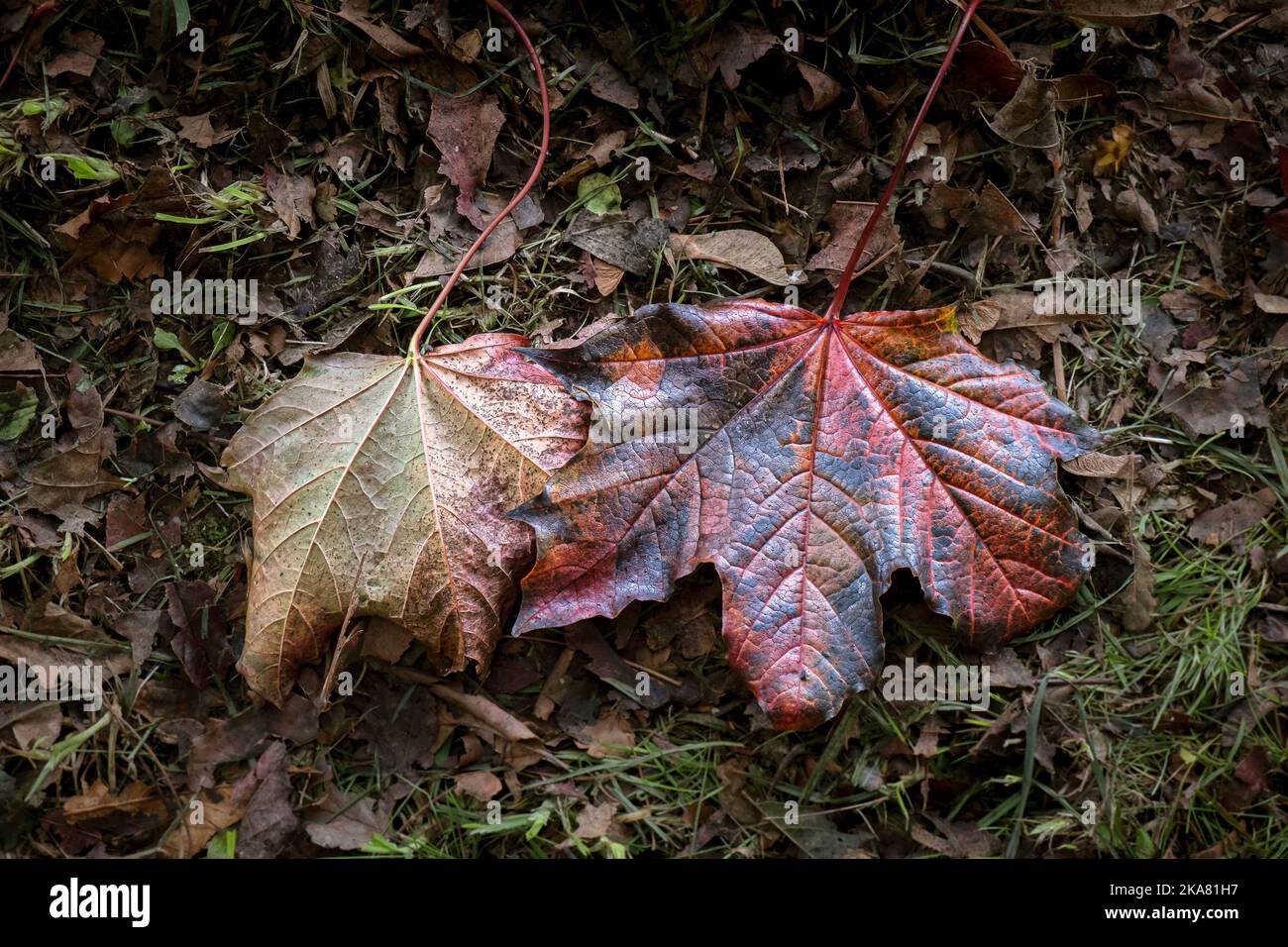 Vibrant colours of dead Sycamore Acer pseudoplatanus leaves lying on the ground in the Autumn in England in the UK. Stock Photo