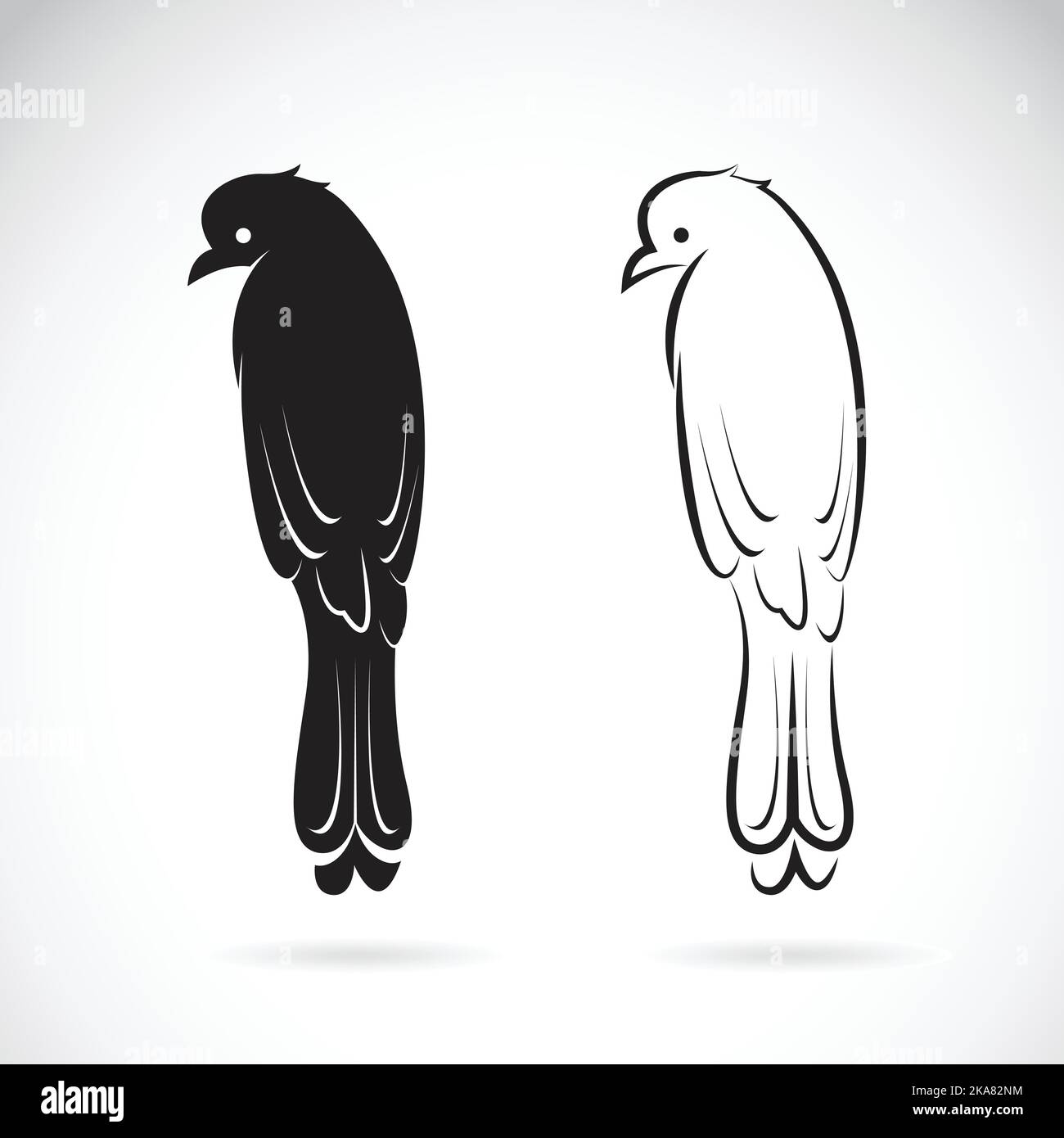 Vector of drongo bird on white background. Birds Icon. Easy editable