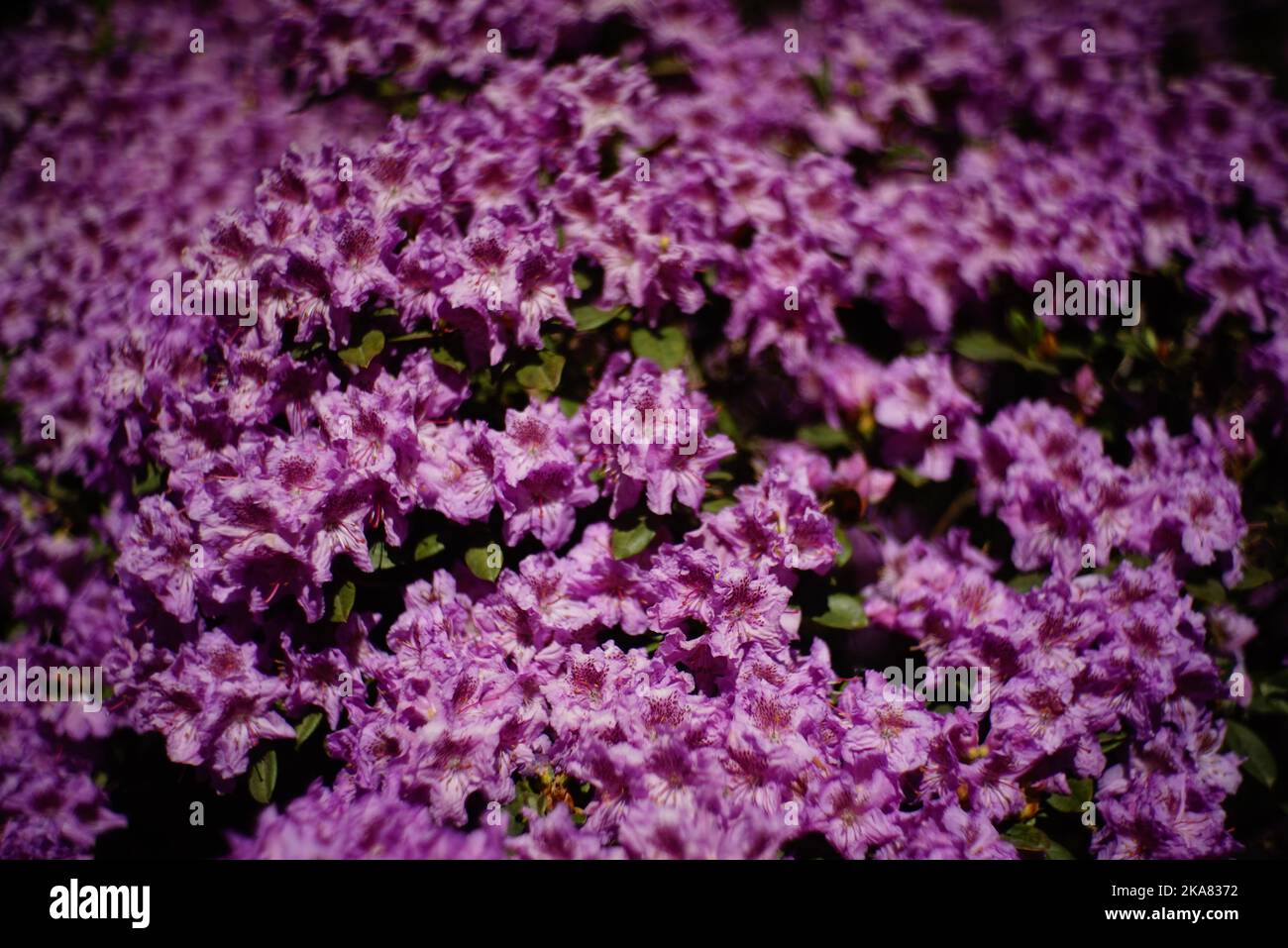 Beautiful shot pink flowers hi-res stock photography and images - Alamy