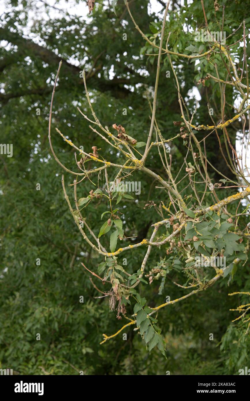Symptoms of chalara ash dieback (Hymenoscyphus fraxineus) on a small