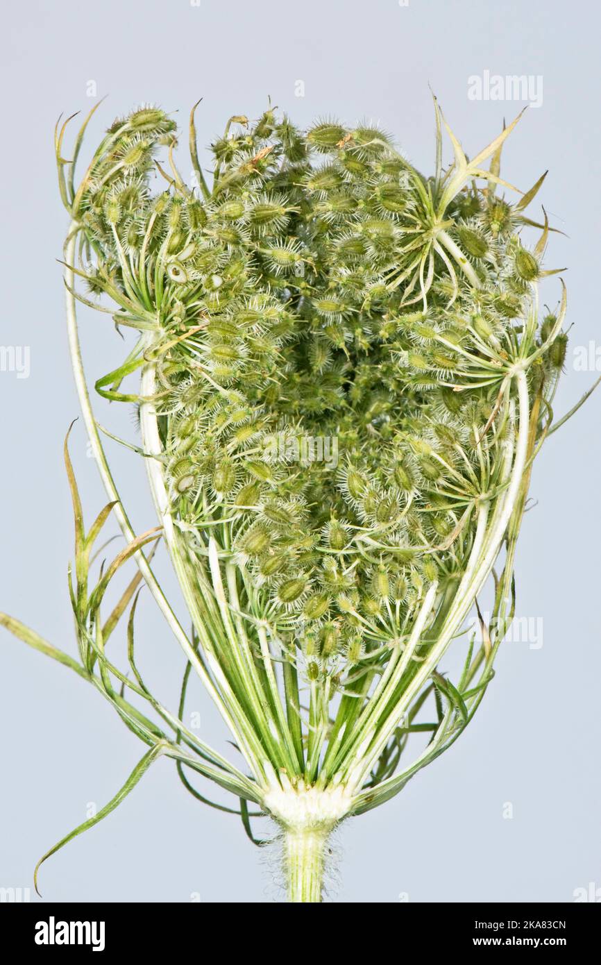 Seed head of wild carrot (Daucus carota), upturned umbels of unripe seeds known as Queen Anne's Lace, bishop's lace or bird's nest, Berkshire, August Stock Photo