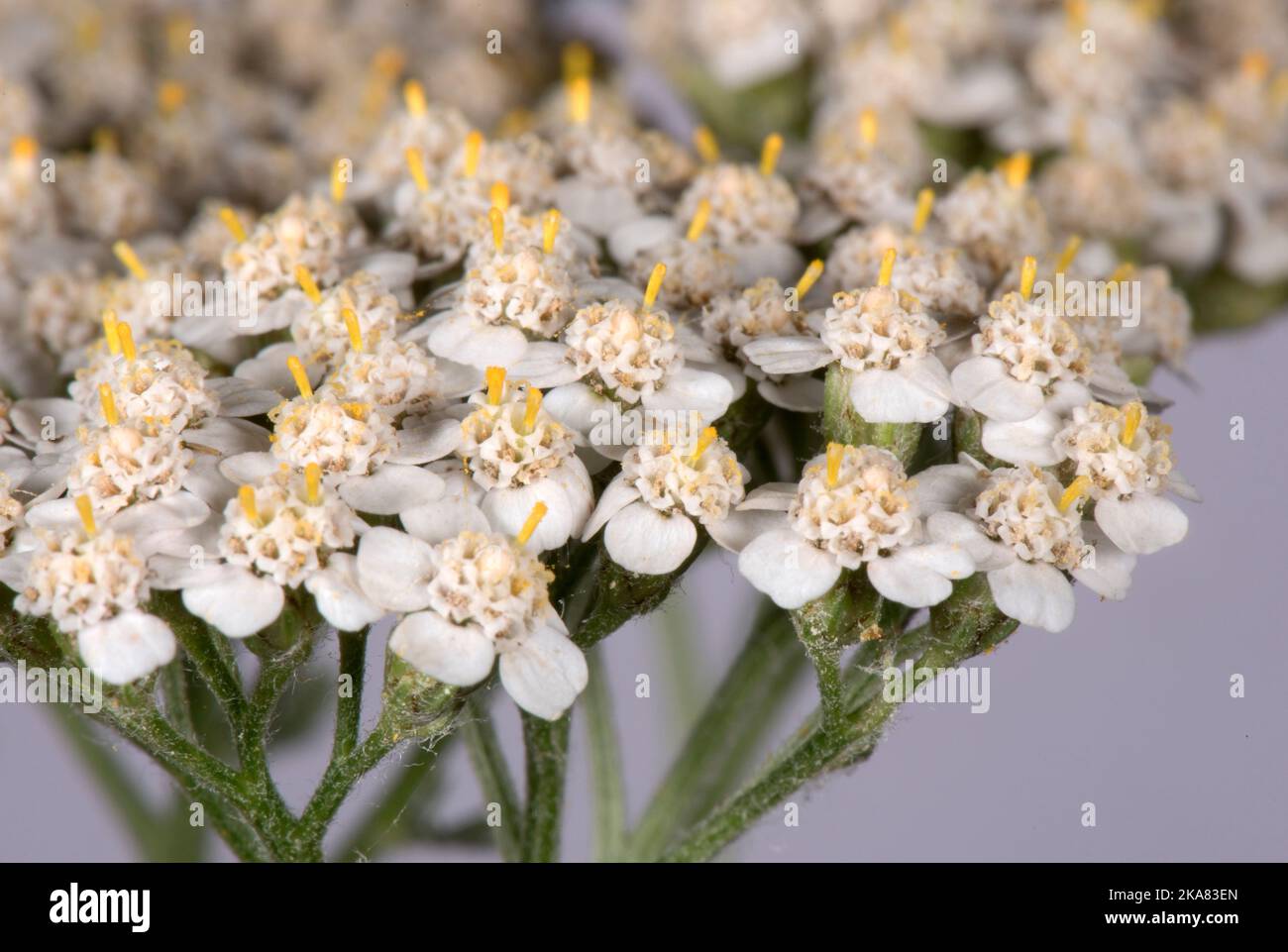 Yarrow (Achillea millefolium) inflorescence in close up to show composite arrangement of ray and disc flowers in a flat-topped capitulum, Berkshire, A Stock Photo
