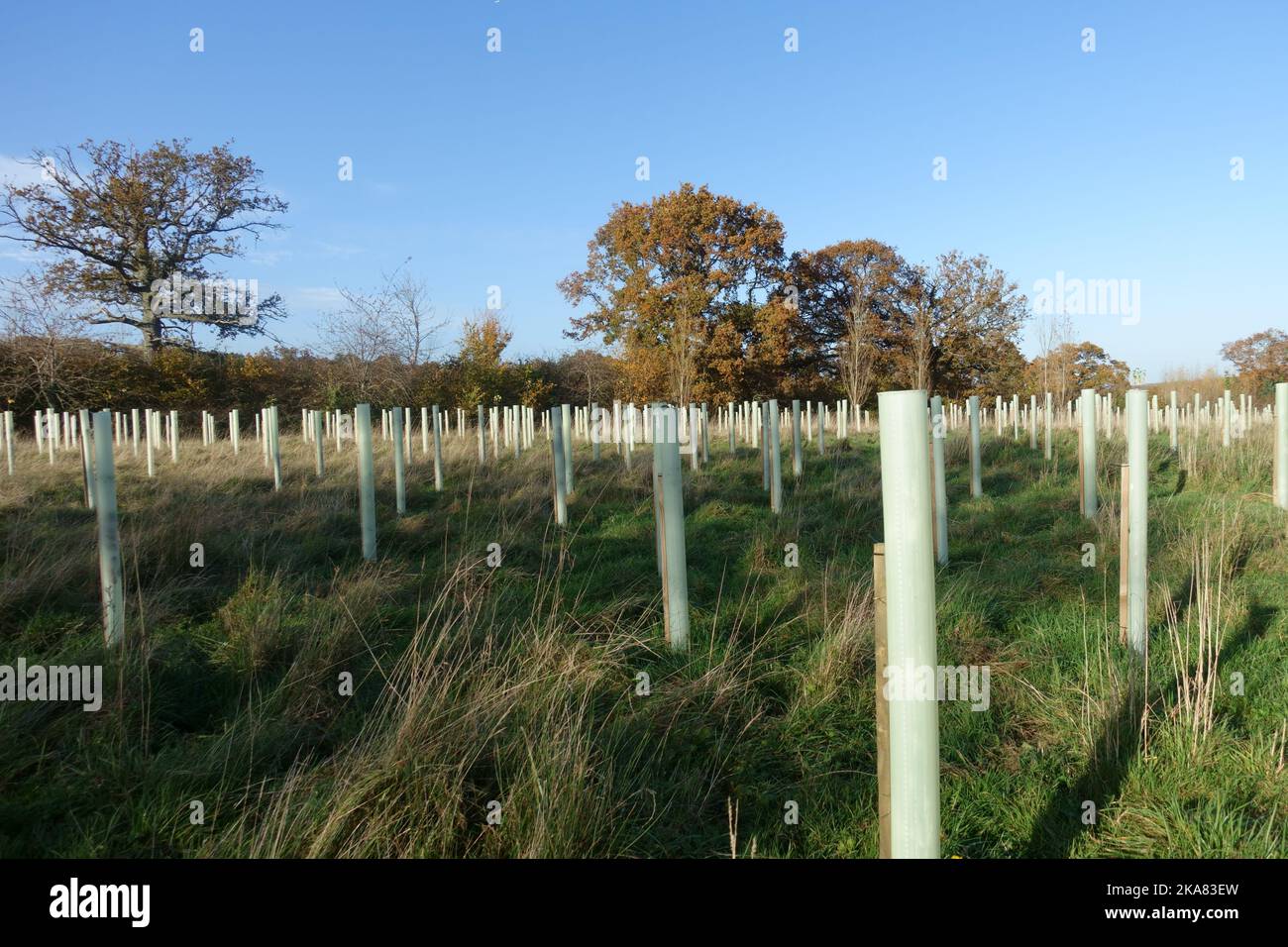 A new plantation of deciduous trees with stakes and plastic guards to create woodland around a single large stading oak tree, berkshire, November Stock Photo