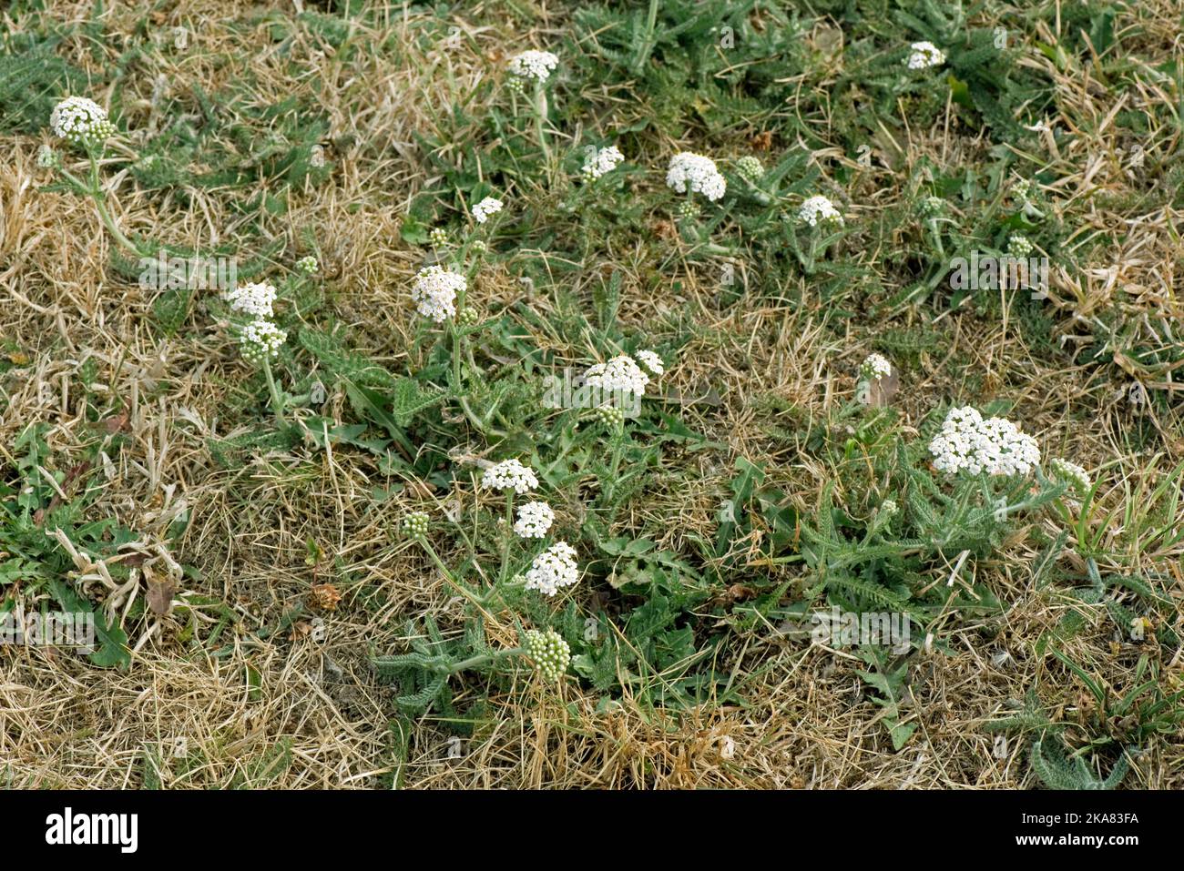 Yarrow (Achillea millefolium) tough and green with white flowers surving in dry arid grass pasture in a long hot summer drought, Berkshire, August 202 Stock Photo