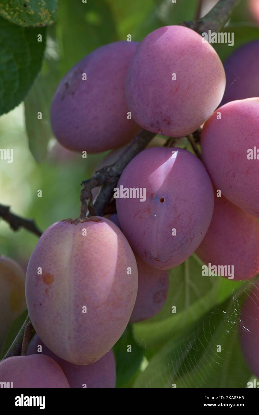 Exit hole damage of plum fruit moth or red plum maggot (Grapholita funebrana) on the suface of a Victoria plum fruit on the tree, Berkshire, August, Stock Photo