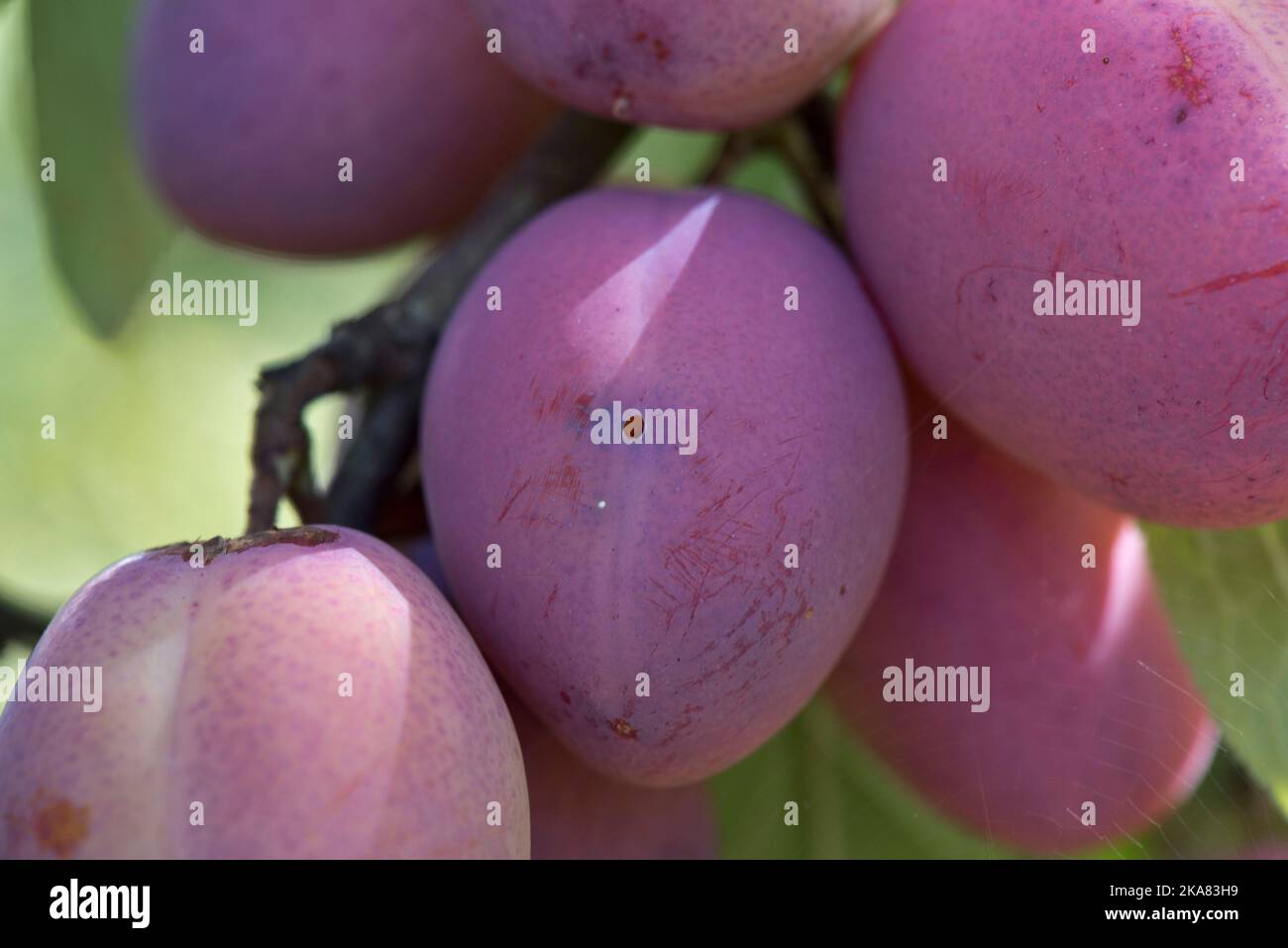 Exit hole damage of plum fruit moth or red plum maggot (Grapholita funebrana) on the suface of a Victoria plum fruit on the tree, Berkshire, August, Stock Photo