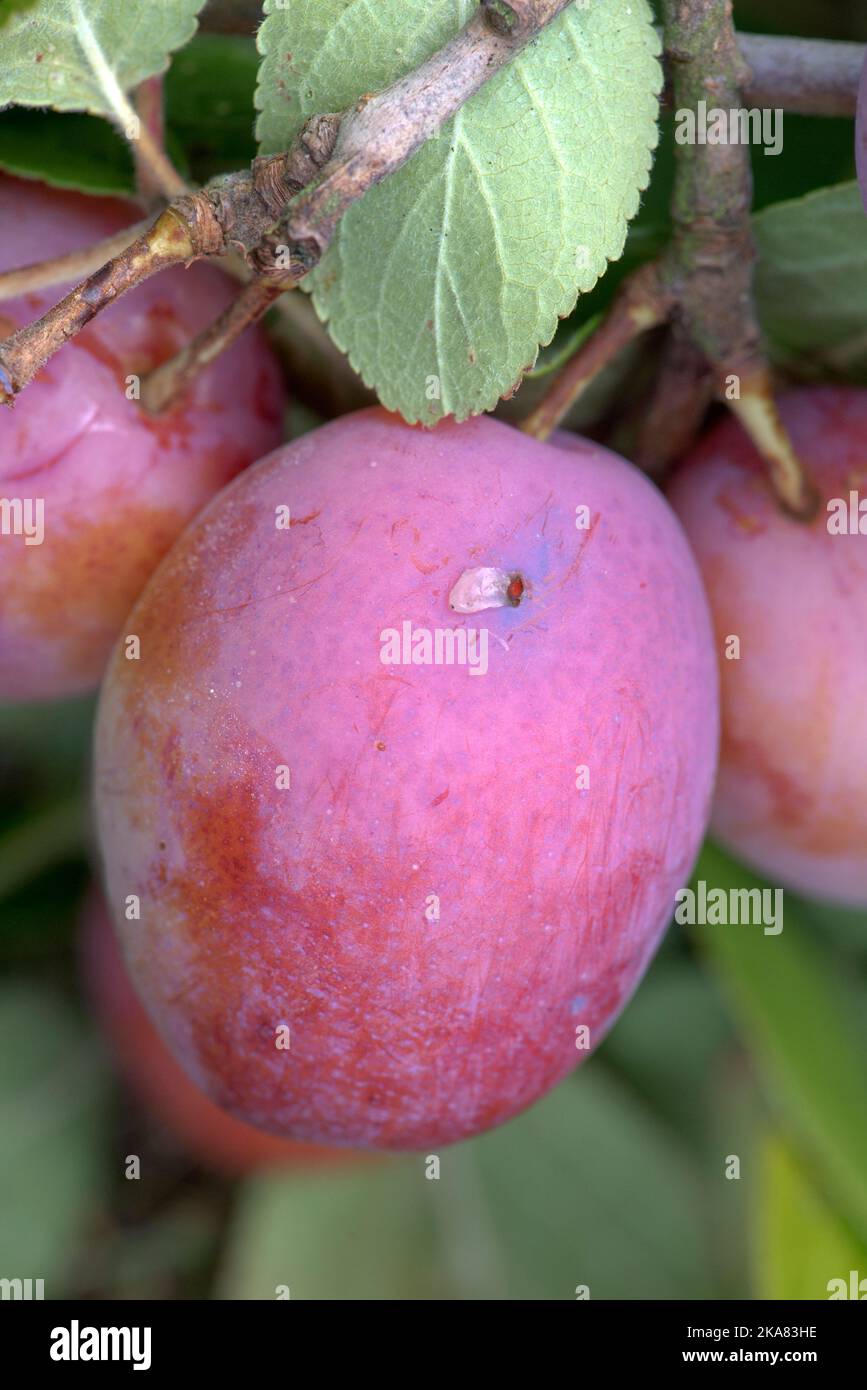 Exit hole damage of plum fruit moth or red plum maggot (Grapholita funebrana) on the suface of a Victoria plum fruit on the tree, Berkshire, August, Stock Photo