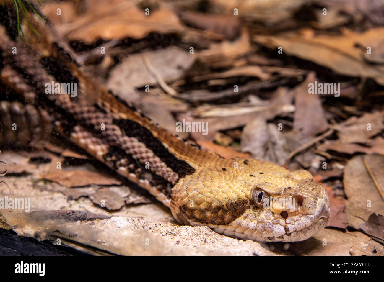 The timber rattlesnake (Crotalus horridus)  is a species of pit viper endemic to eastern North America. it is venomous, and this species is sometimes Stock Photo