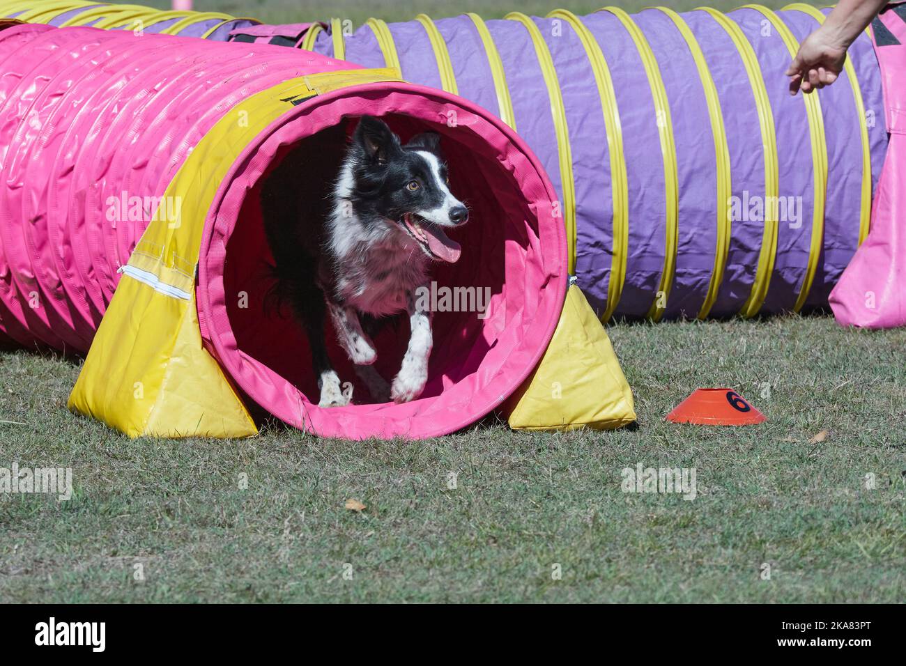 Many obstacles on a dog agility field . Dogs moving quickly from one