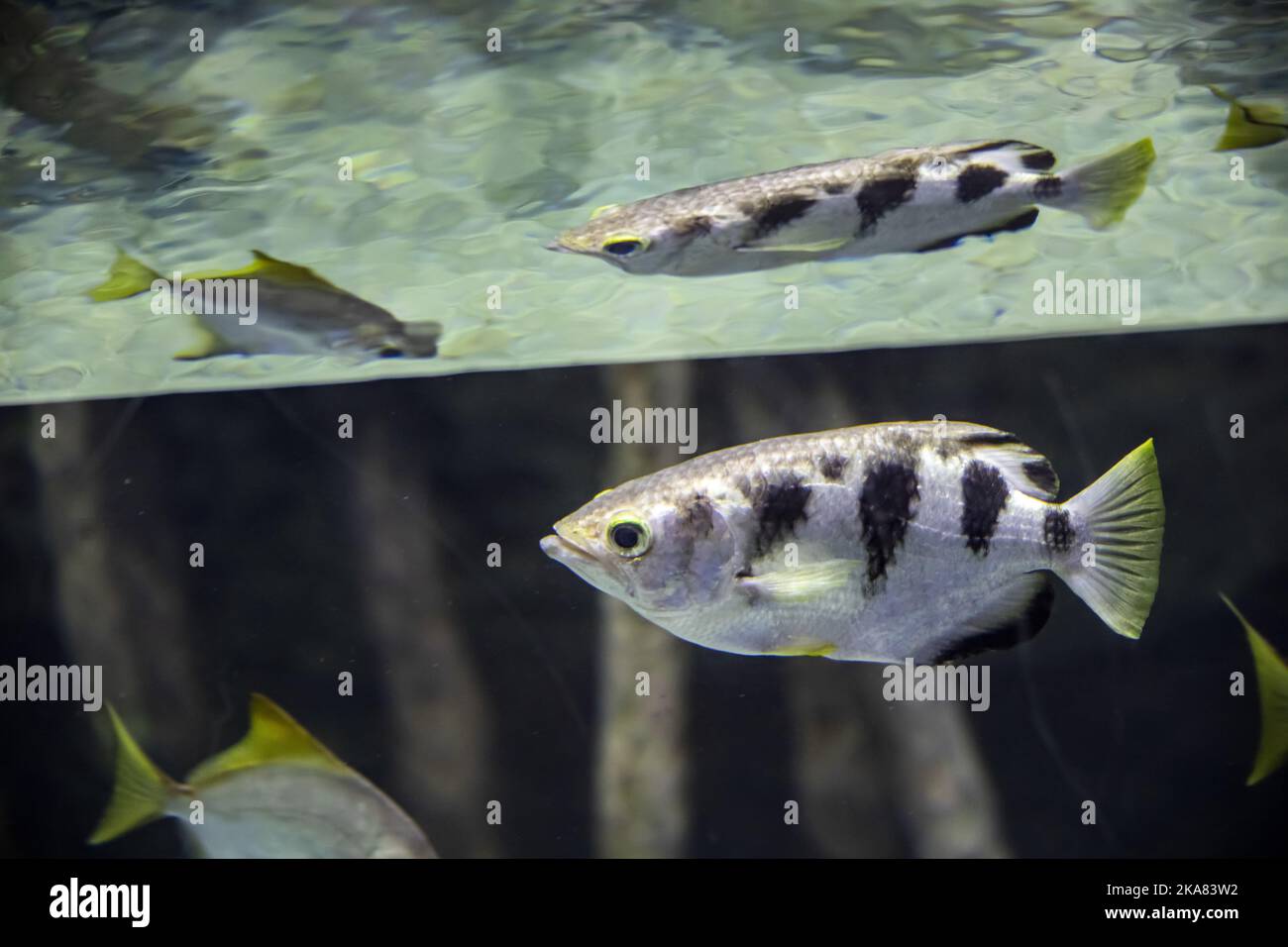 The banded archerfish (Toxotes jaculatrix) is a brackish water perciform fish. It is silvery in colour and has a dorsal fin towards the posterior end. Stock Photo