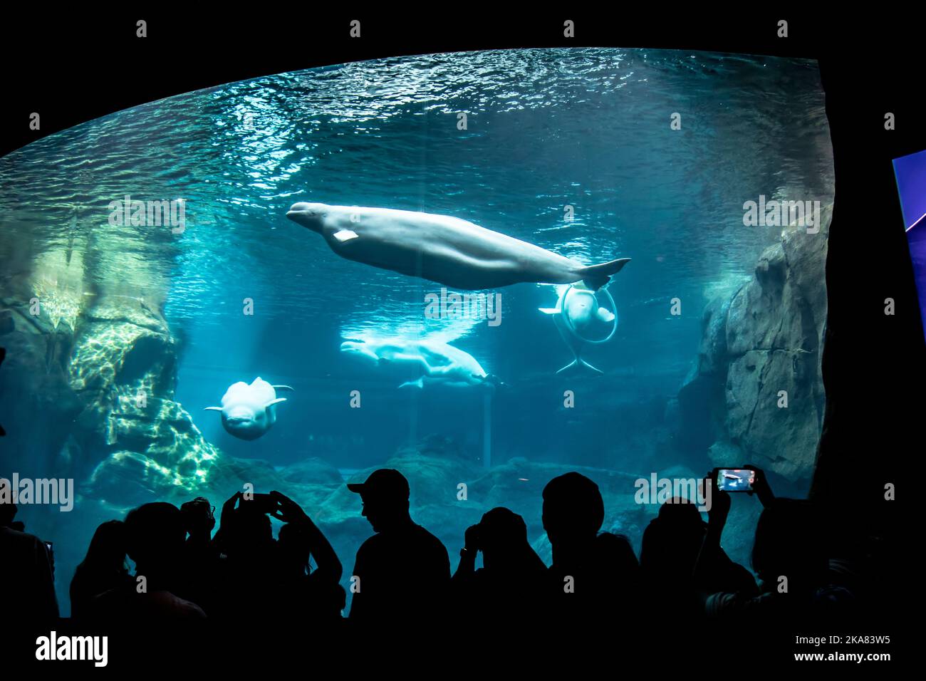 Tourists are watching beluga whales (Delphinapterus leucas) is swimming in Cold Water Quest of Georgia Aquarium in Atlanta USA. Stock Photo
