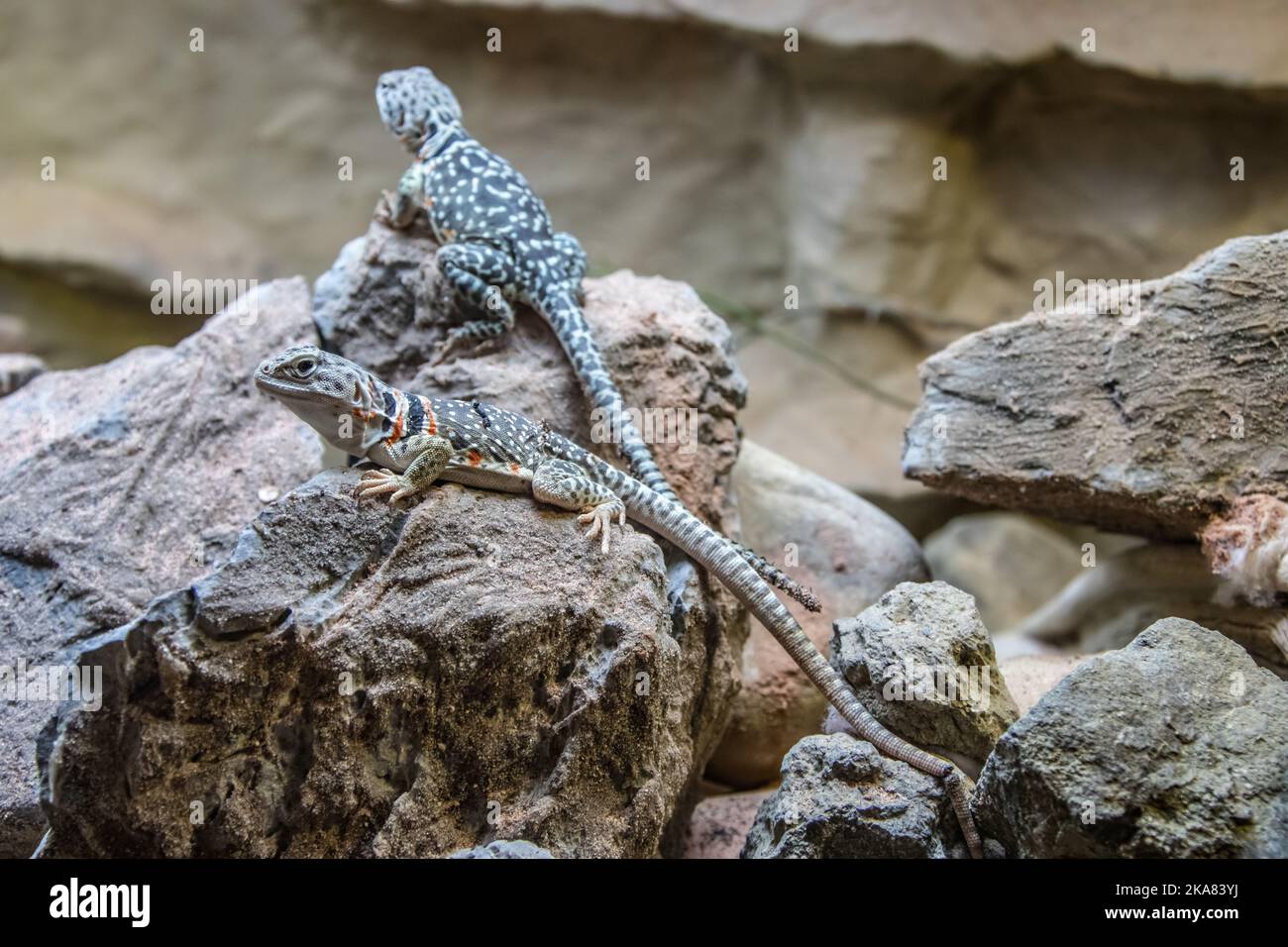 The common collared lizard (Crotaphytus collaris) is a North American