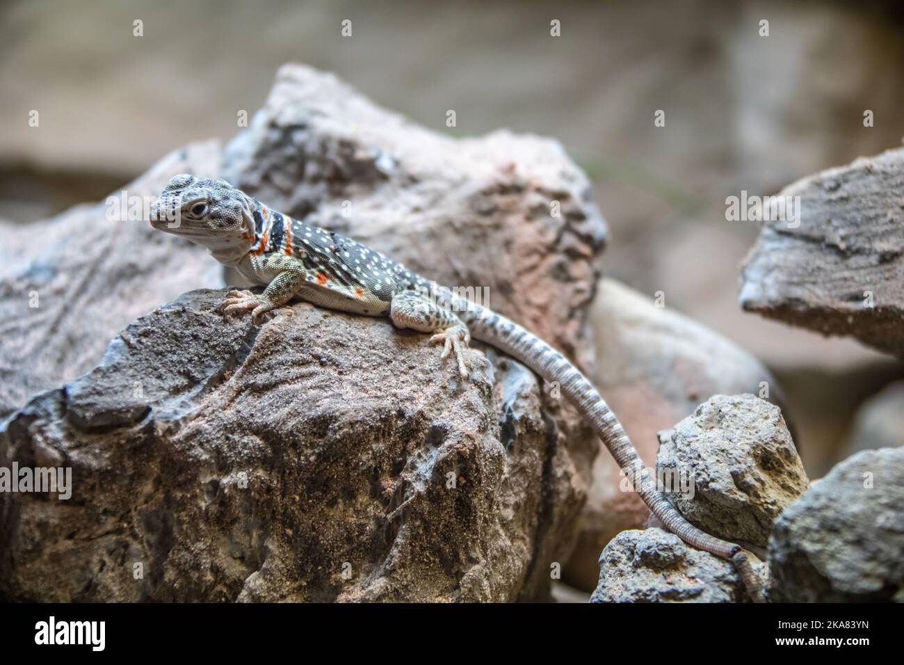The common collared lizard (Crotaphytus collaris) is a North American