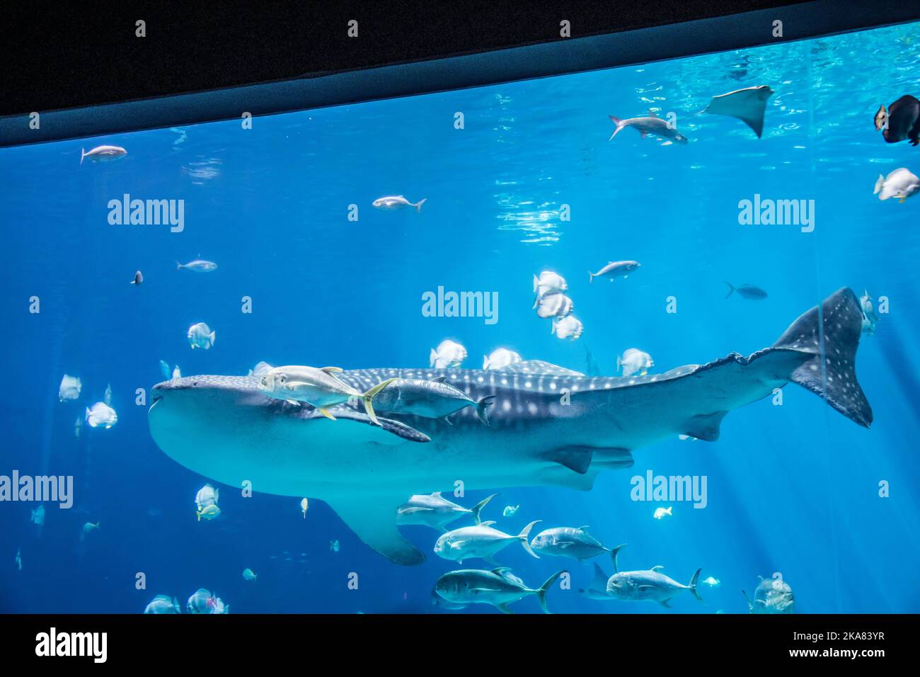 Atlanta USA 15th Oct 2022 the whale shark swimming in Ocean Voyager