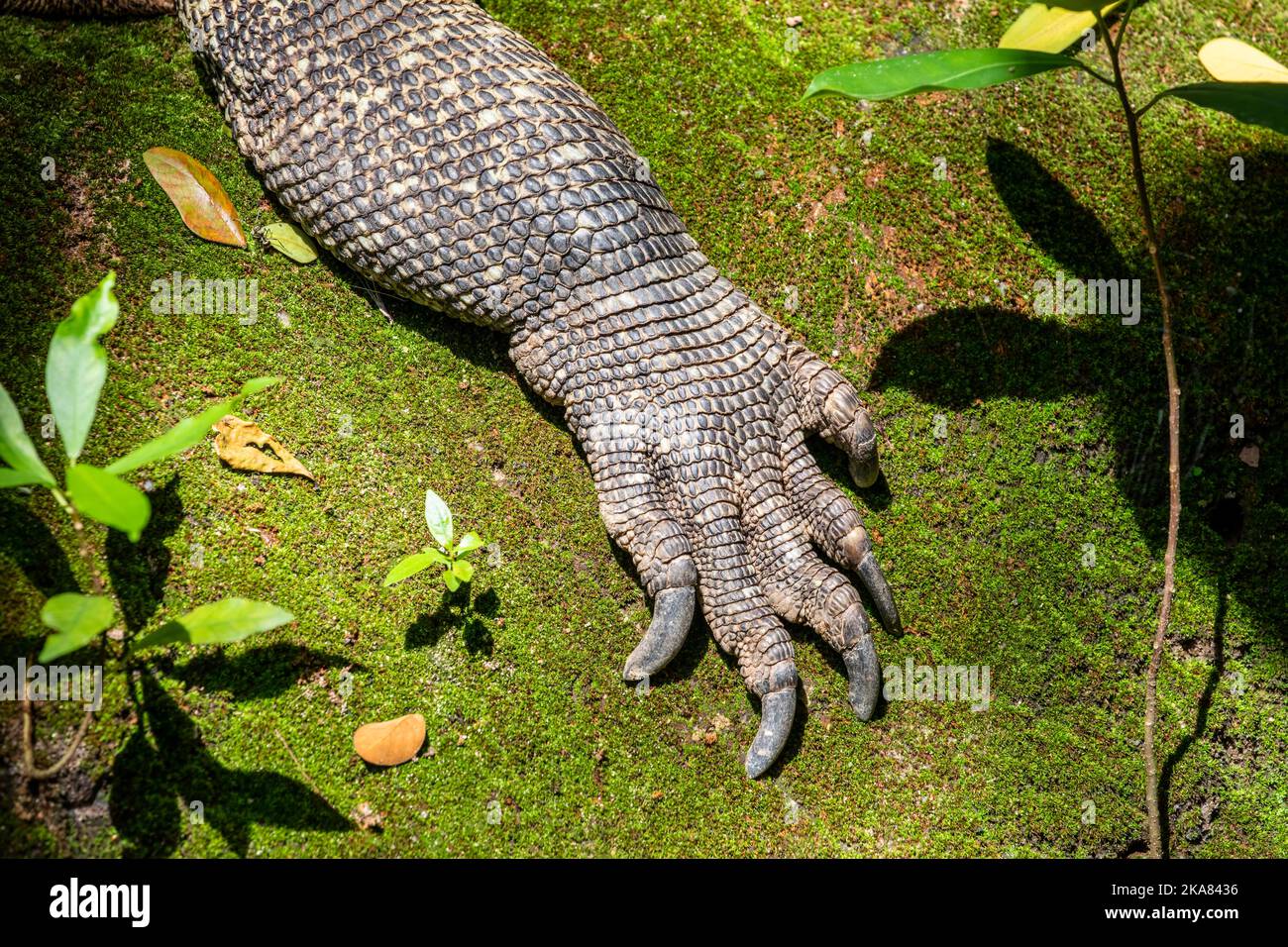 The closeup image of Komodo dragon's front leg claw.  it is also known as the Komodo monitor, a species of lizard found in the Indonesian islands Stock Photo