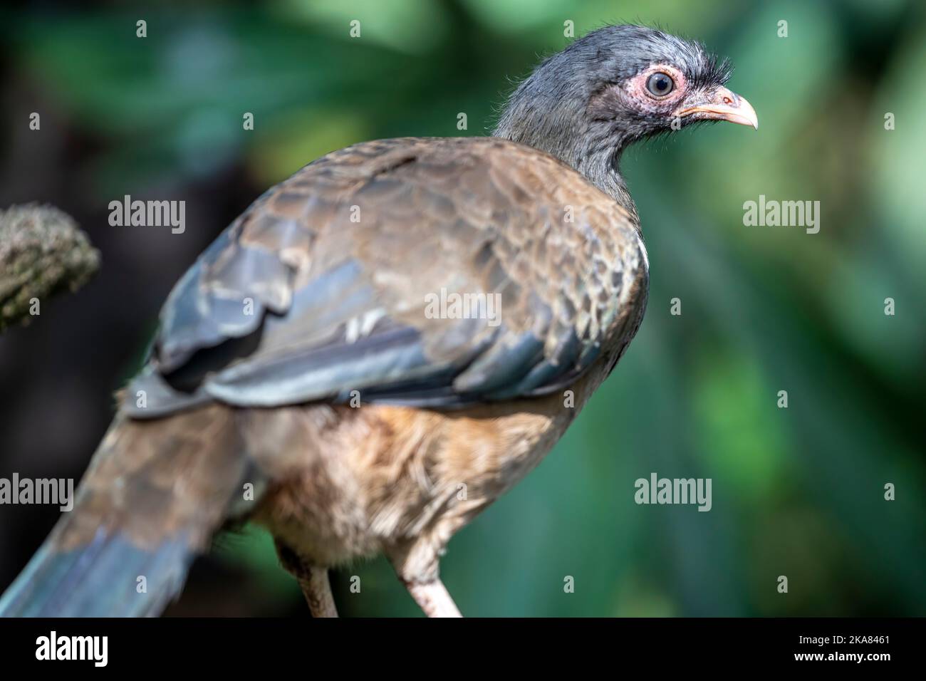 The Chaco chachalaca (Ortalis canicollis) is a species of bird in the family Cracidae.  Its natural habitats are subtropical or tropical dry forest Stock Photo