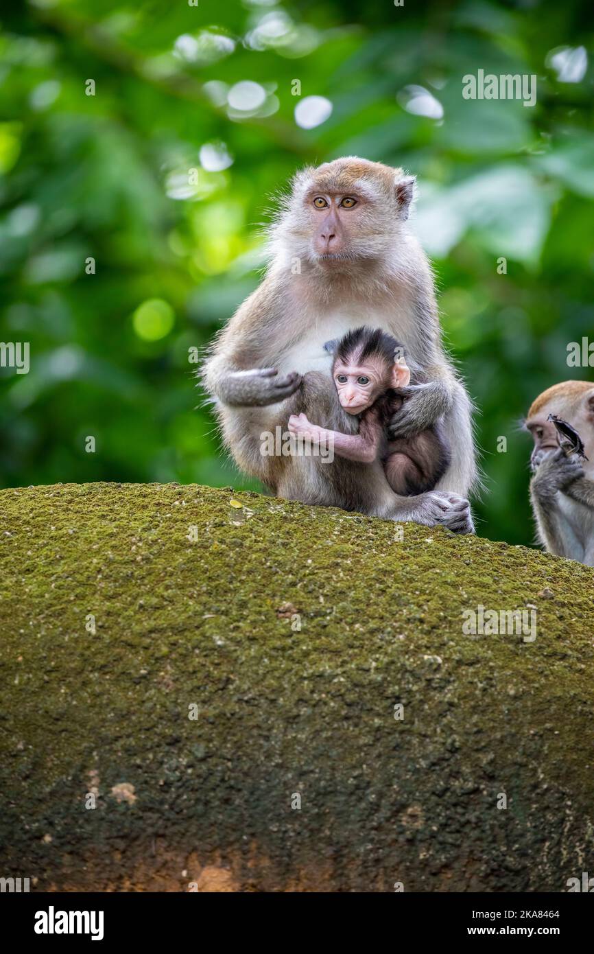 The wild baby crabeating macaque in Singapore Zoo. A primate native to Southeast Asia It has a