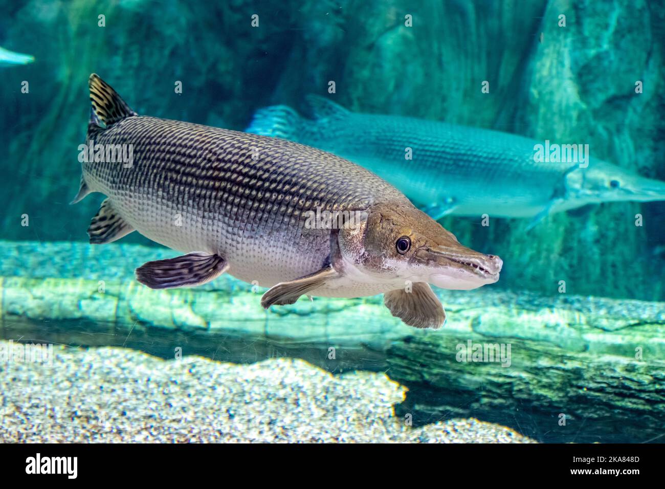 An Alligator gar(Atractosteus spatula) in water. Alligator gar is a ray-finned euryhaline fish related to the bowfin in the infraclass Holostei Stock Photo