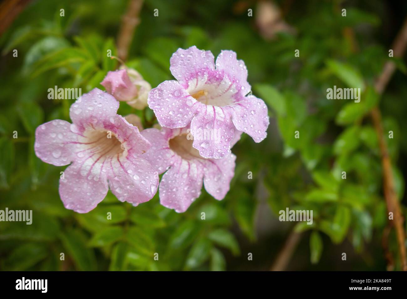 A Bignonia rosa, arbusto de Pandora, trompetas Stock Photo