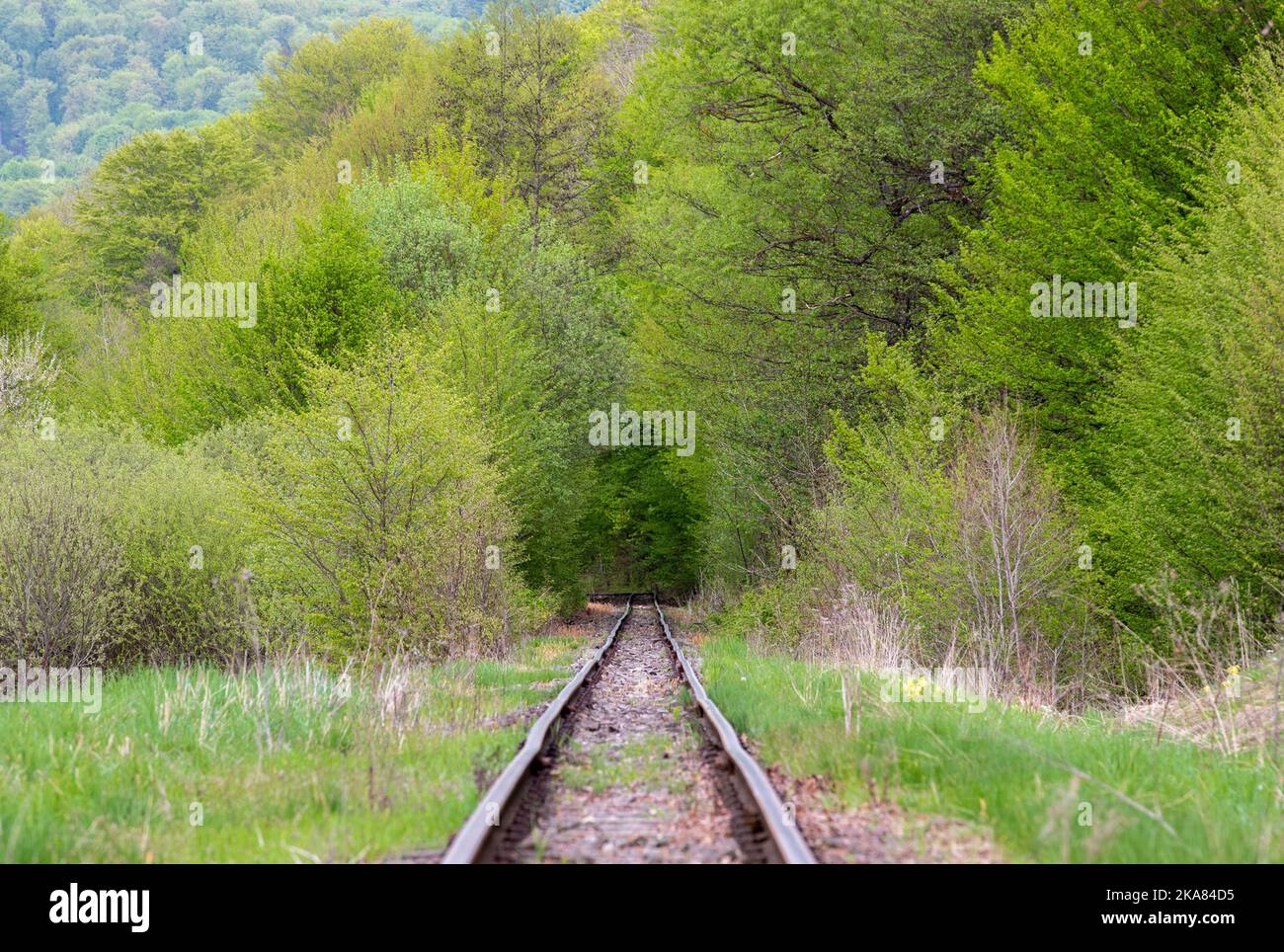 A view of an old railway line leading to a forest Stock Photo