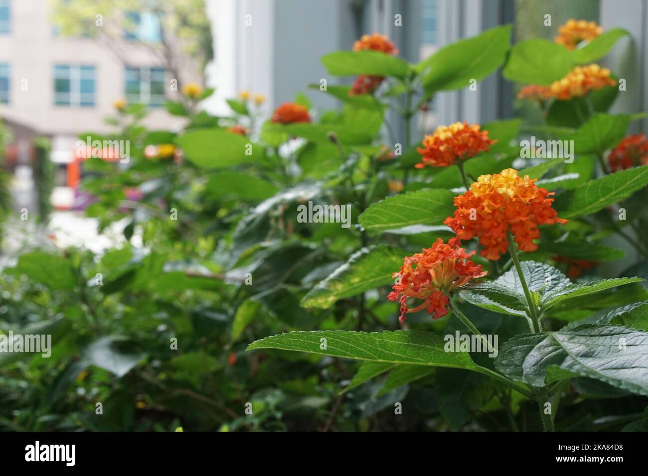 A beautiful shot of orange lantanas Stock Photo