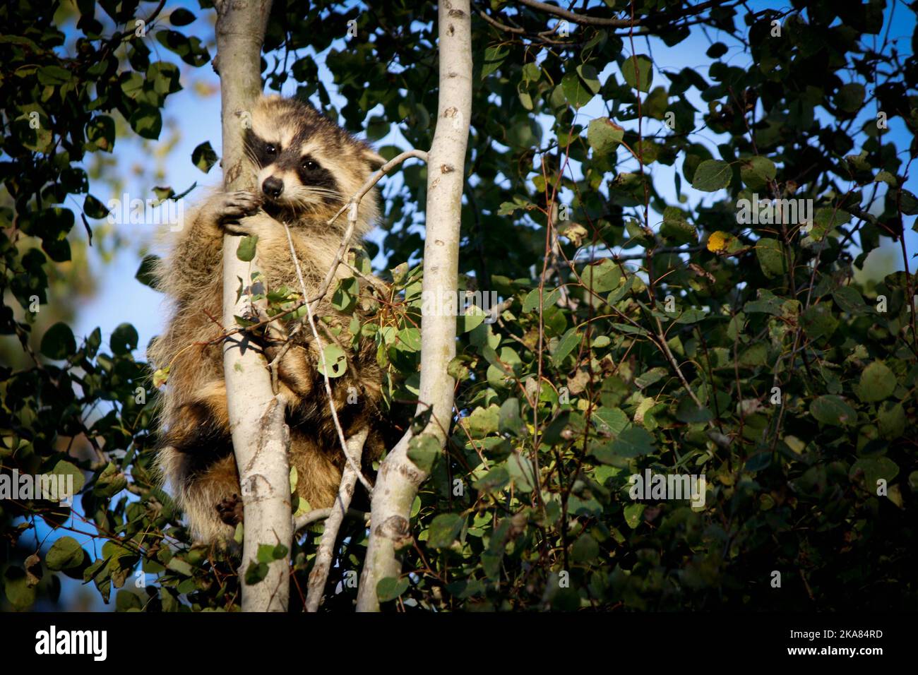 Leaf Racoon Green foliage raccoon hi-res stock photography and images - Alamy