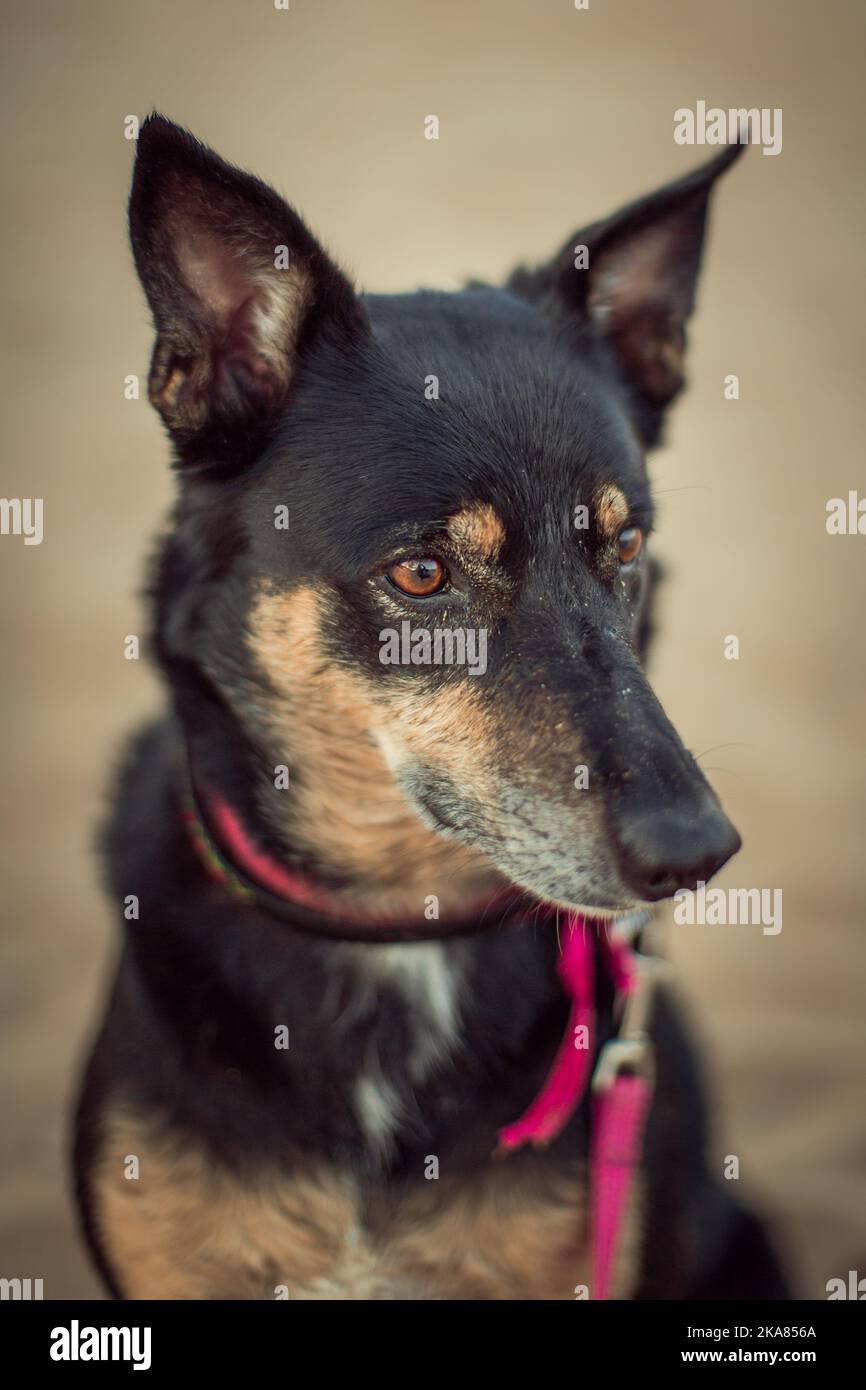 A shallow focus of a cute Australian Kelpie dog head Stock Photo Alamy