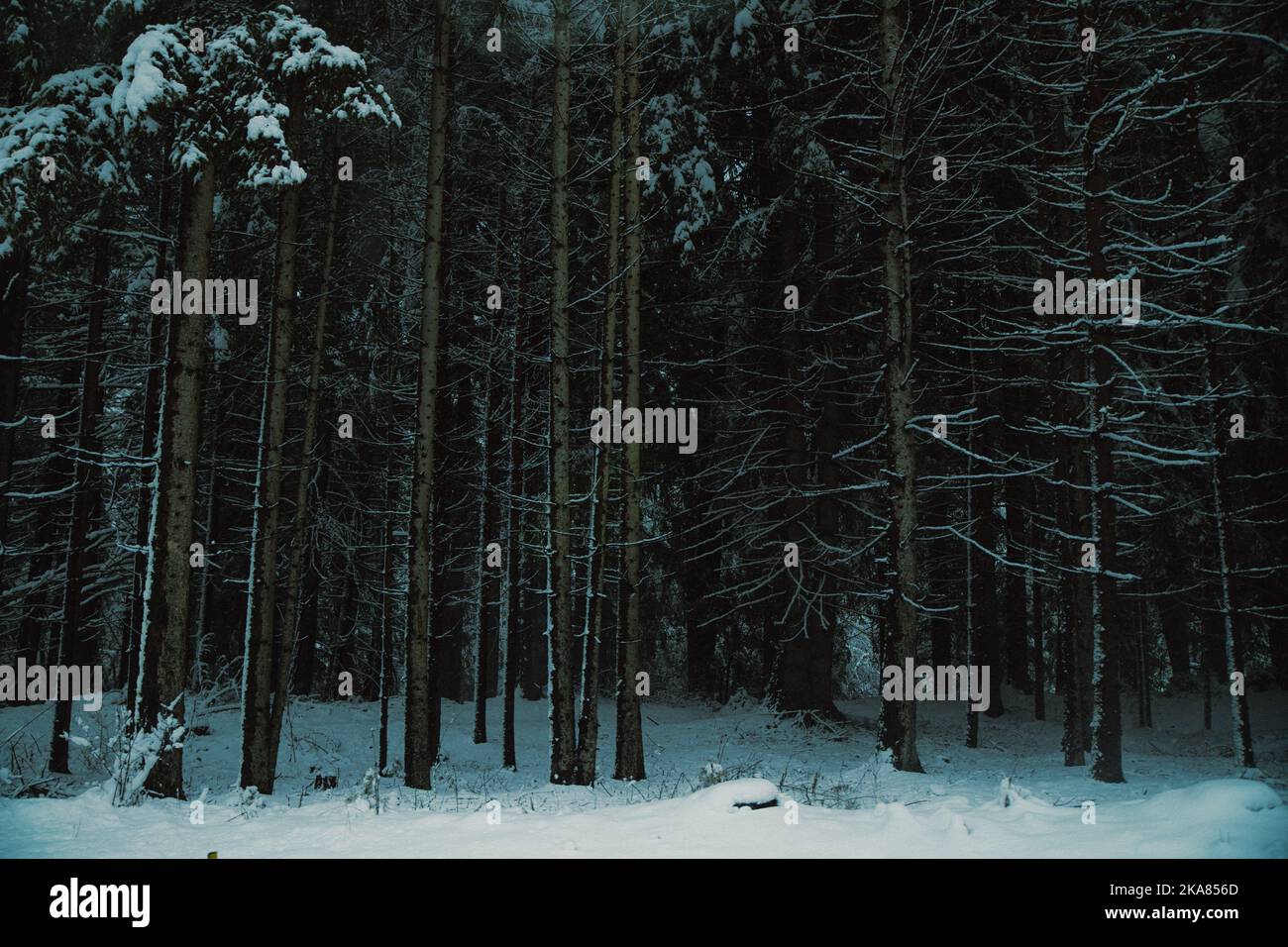 A chilling view of snow-covered trees in a forest during winter Stock ...