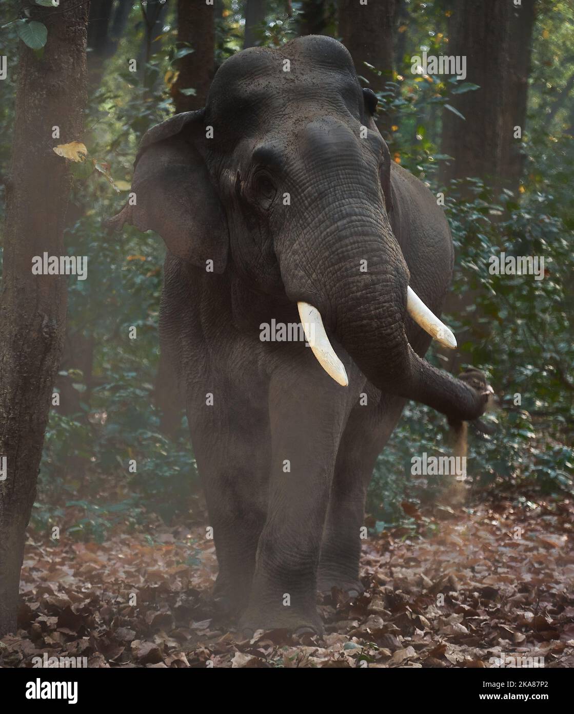 Tusker in action. Jim Corbett National Park, India Stock Photo Alamy