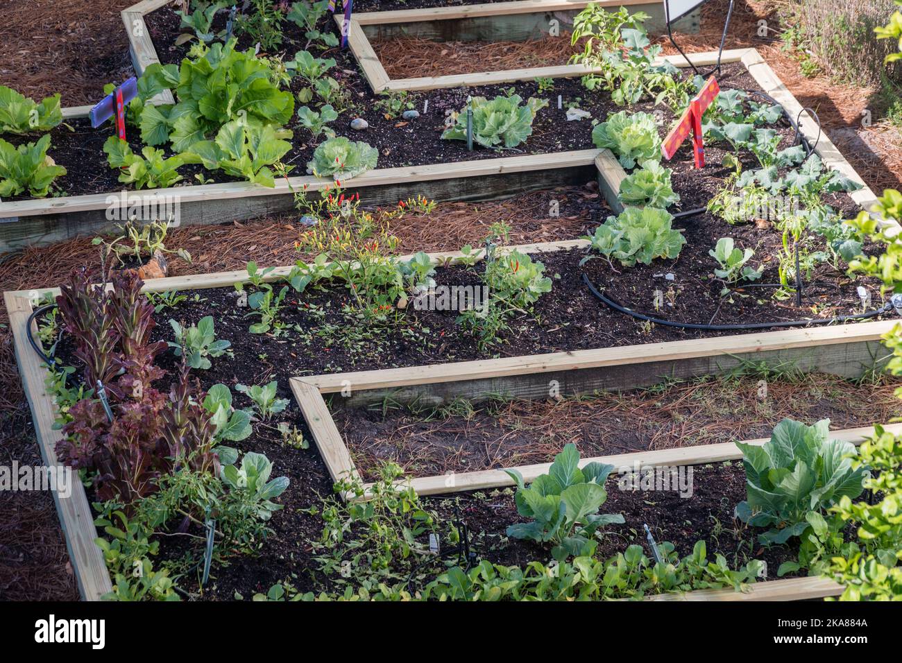 Urban community vegetable garden in raised planter beds. Stock Photo