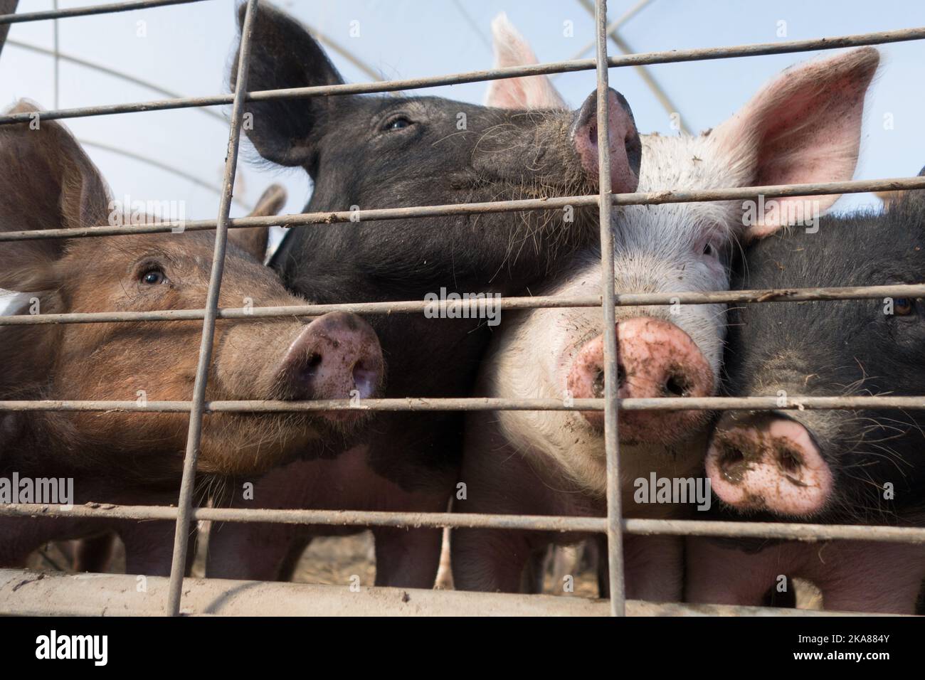 Close up of  pigs snouts peaking behind fence on farm. Intentional focus is on the animals snout. Stock Photo