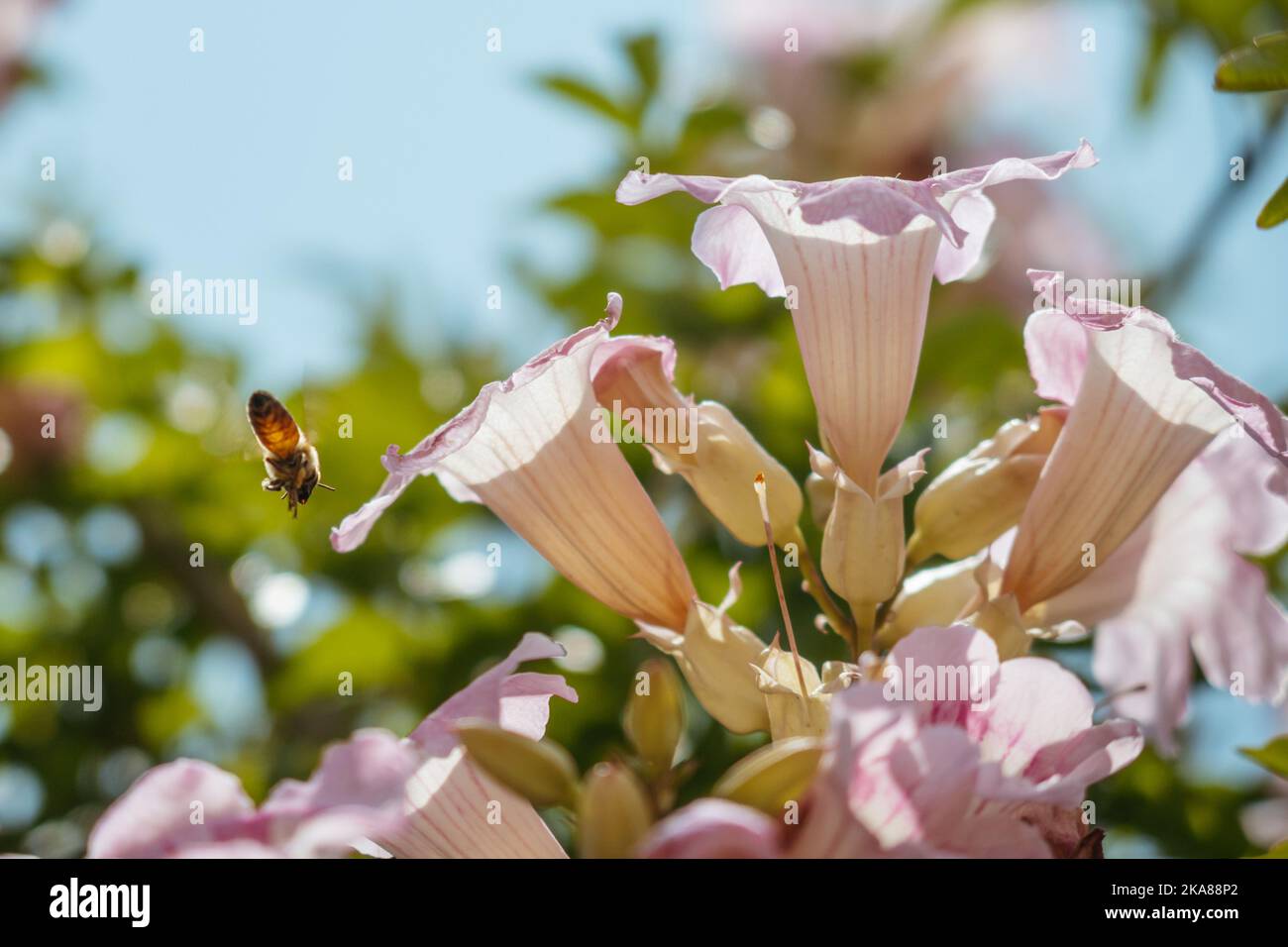 A Bignonia rosa, arbusto de Pandora, trompetas Stock Photo