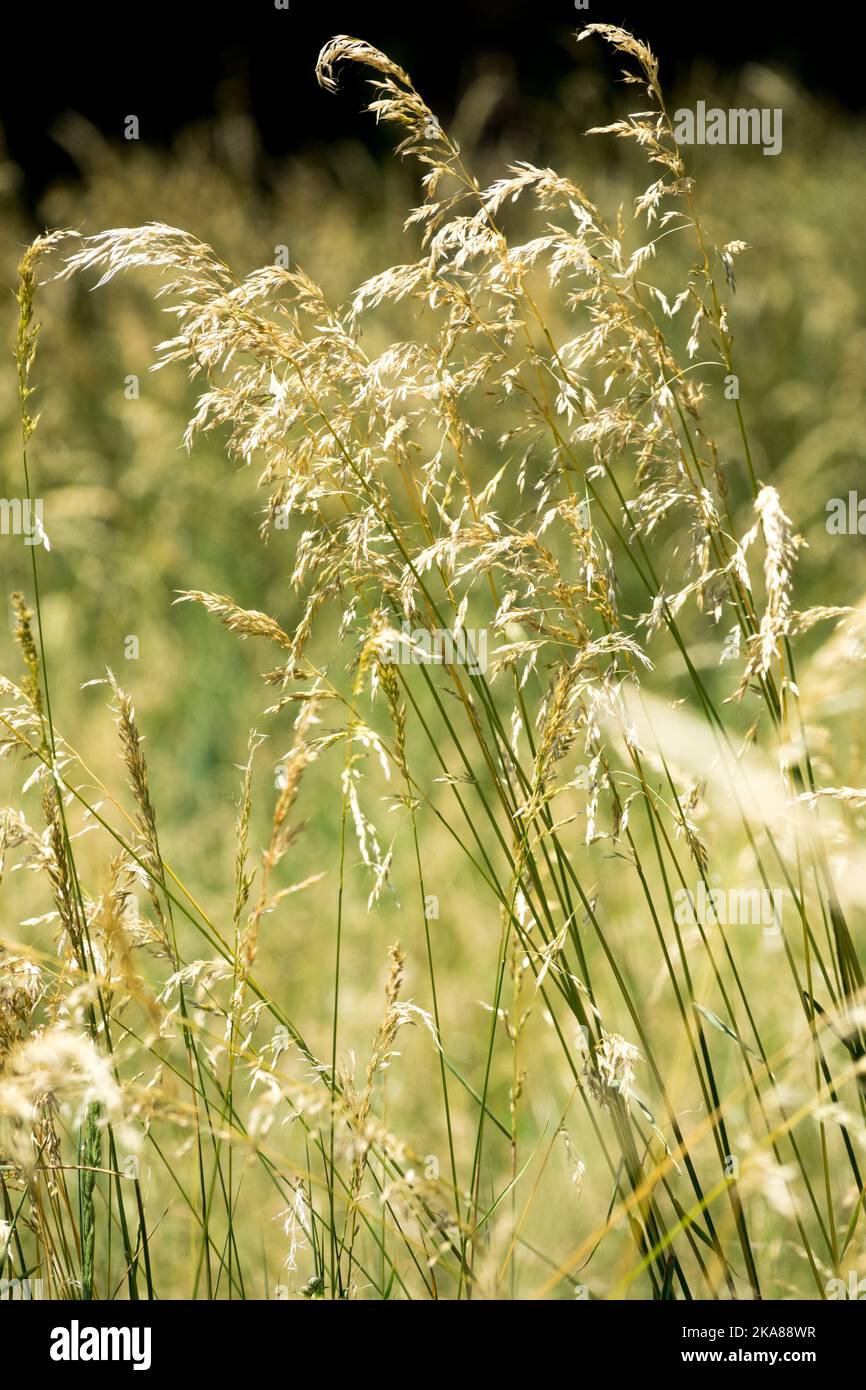 Summer grass flower heads on long stalks Wildflower, Meadow Stock Photo