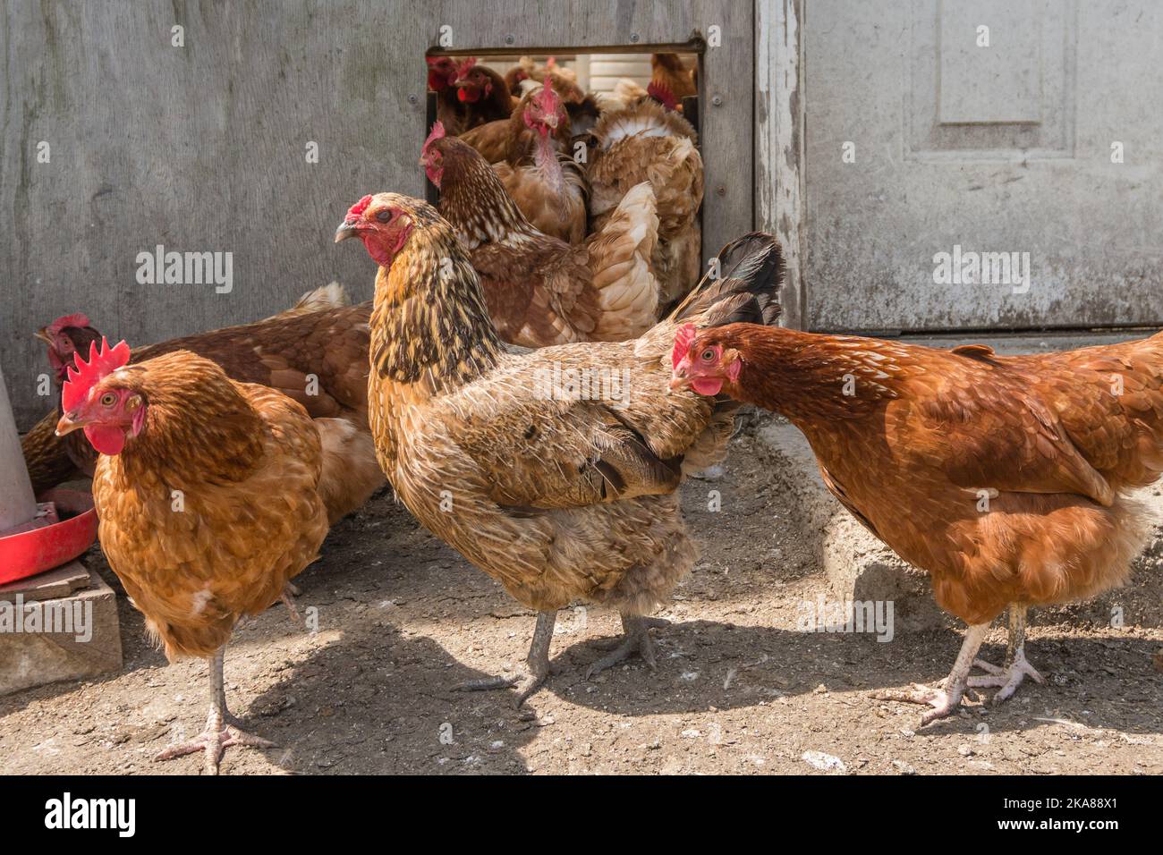 Freerange chickens in large chicken coop facility on organic farm