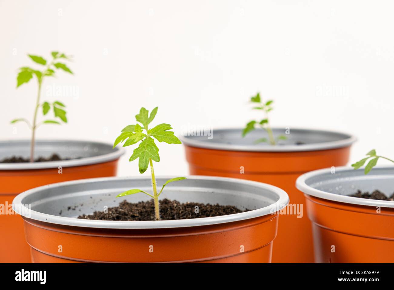 Growing tomatoes from seeds, step by step. Step 9 planting seedlings