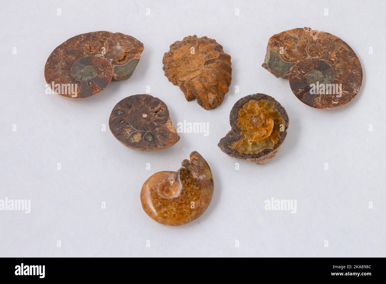 A top view of ammonite fossil specimens of different sizes isolated on a white background Stock Photo