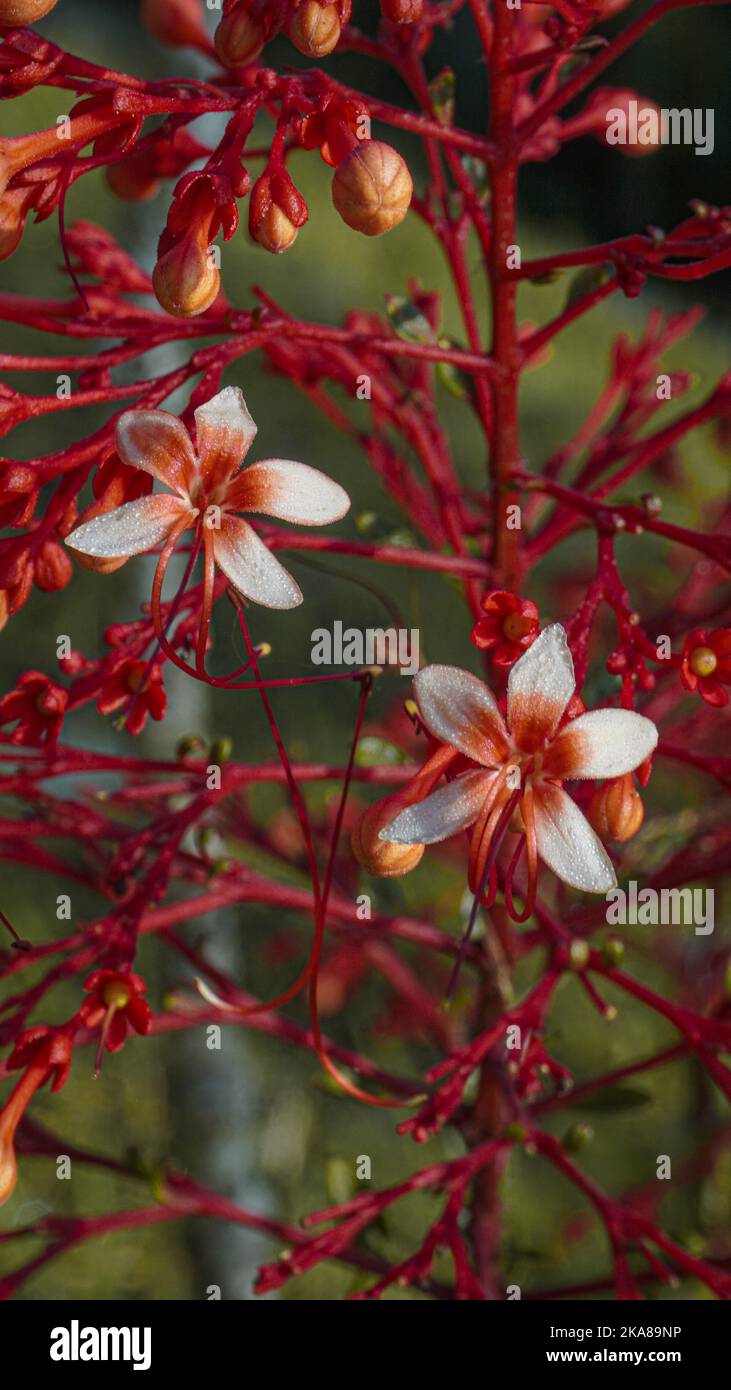 A vertical closeup shot of blooming Clerodendrum branches Stock Photo