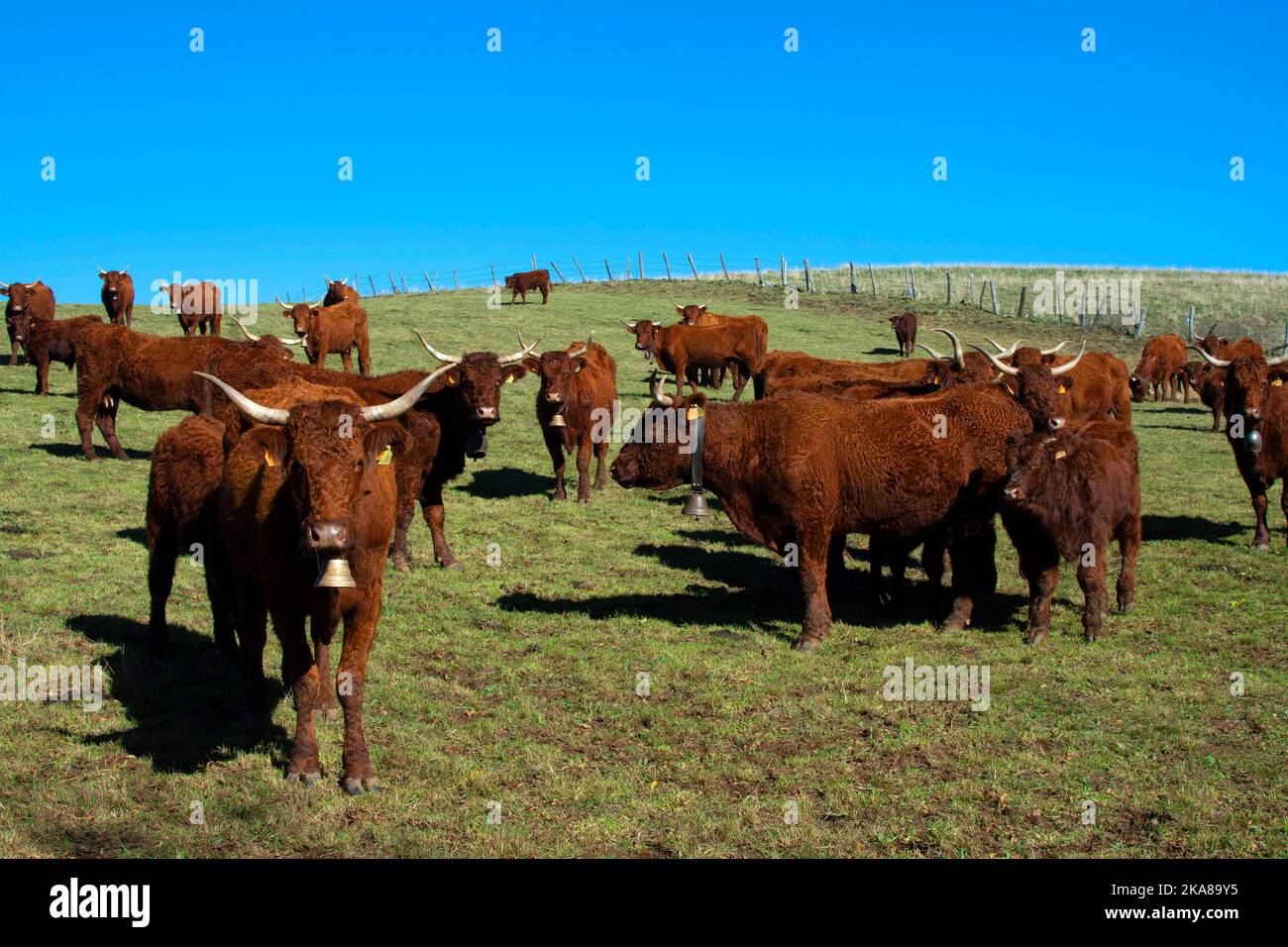Cattle of Salers cows, french race, Regional Natural Park of the Auvergne volcanoes, Cezallier plateau, Puy de Dome , Auvergne Rhone Alpes. France Stock Photo