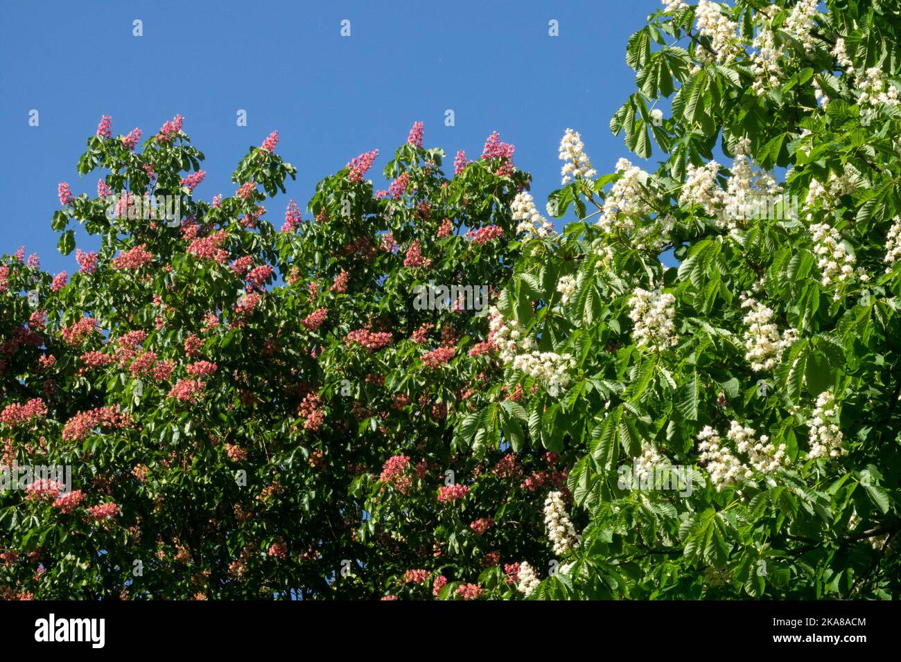 Horse Chestnut Trees, Horse chestnut Aesculus hippocastanum, Aesculus x carnea Briotii Red Horse Chestnut blooming spring Stock Photo