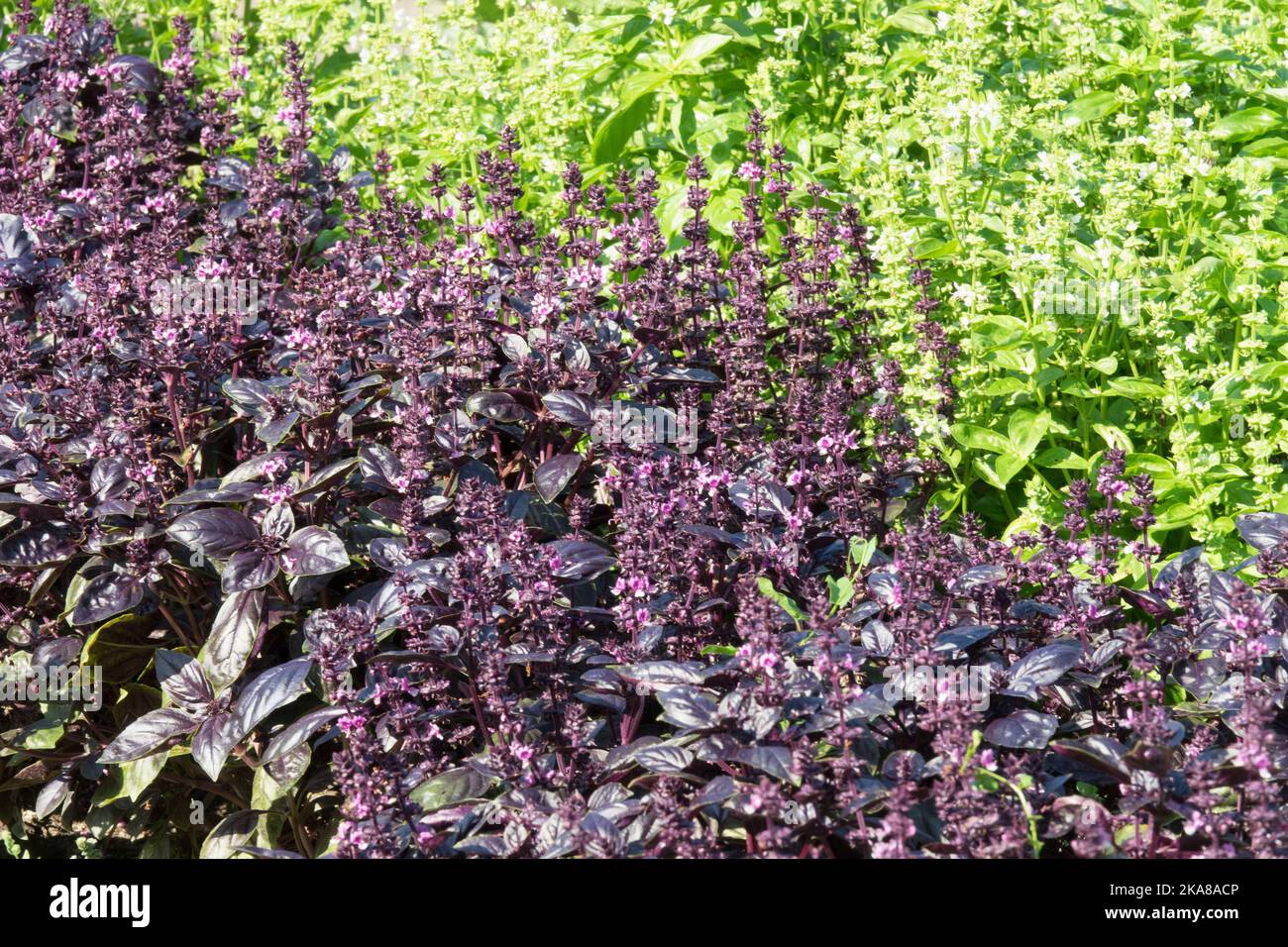 Saint-Josephs-wort, Ocimum basilicum, Basil herb, Garden, Purple, Green, Basil plant Stock Photo