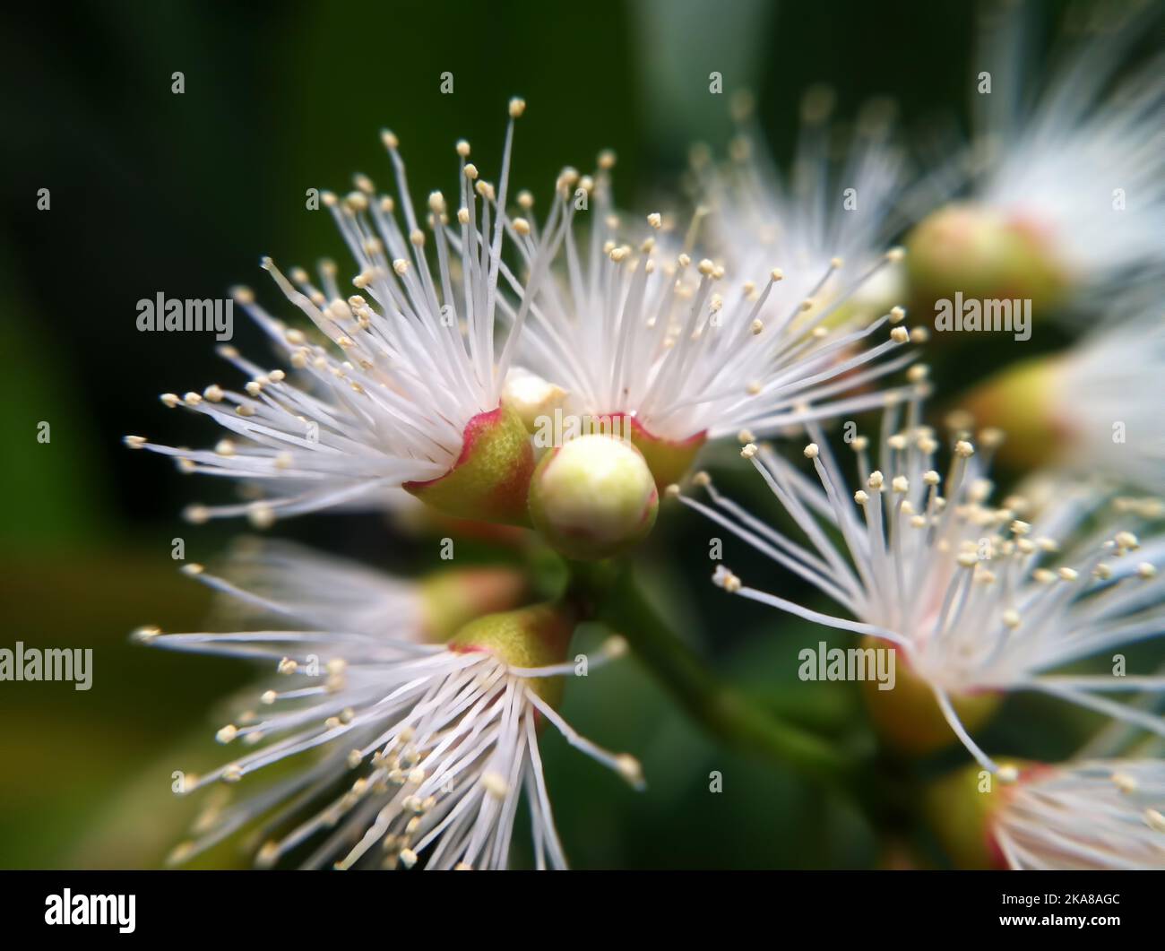 A closeup shot of blooming Caryocar brasiliens flowers in green nature background Stock Photo