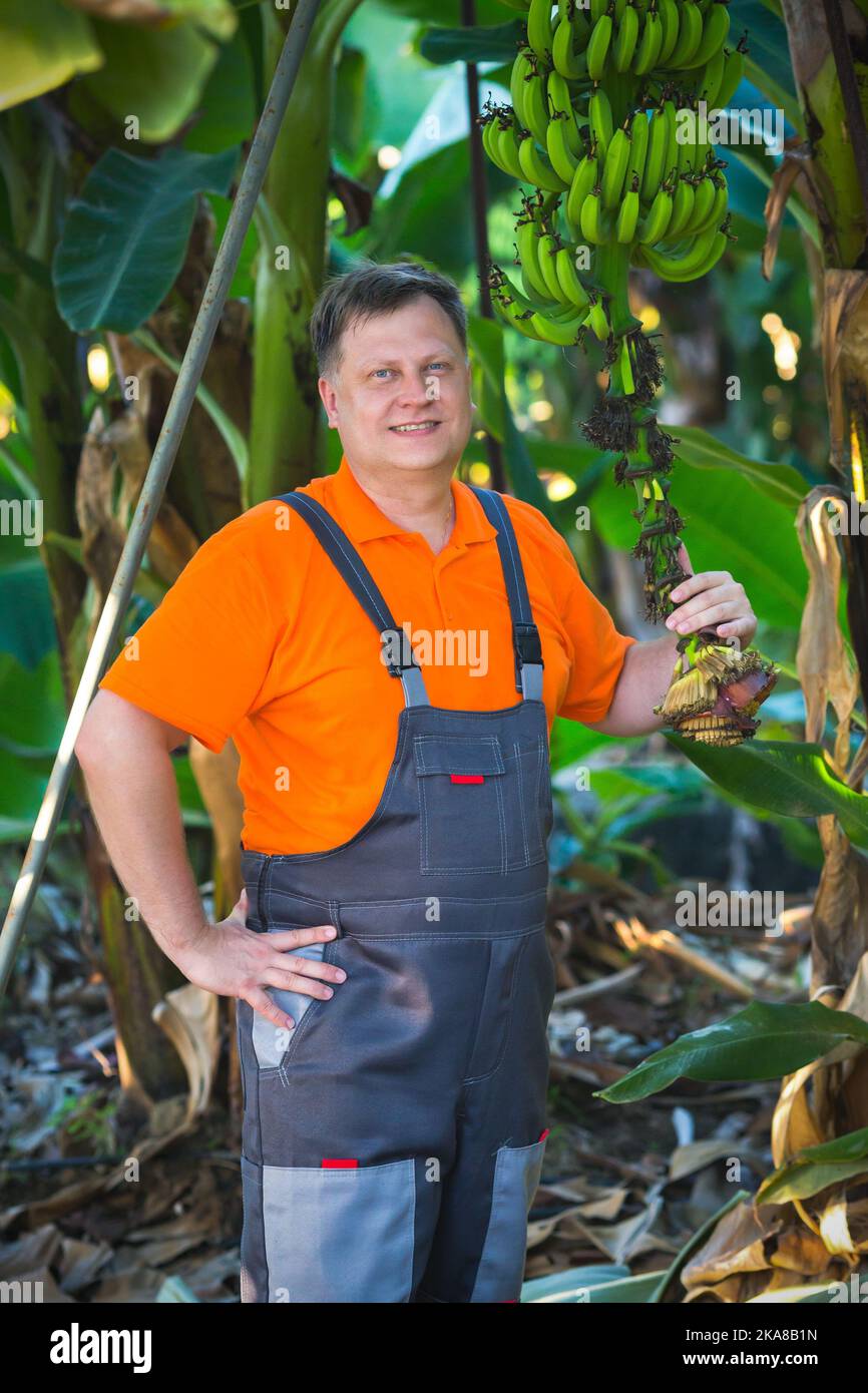 A farmer on a banana plantation rejoices harvest Stock Photo Alamy