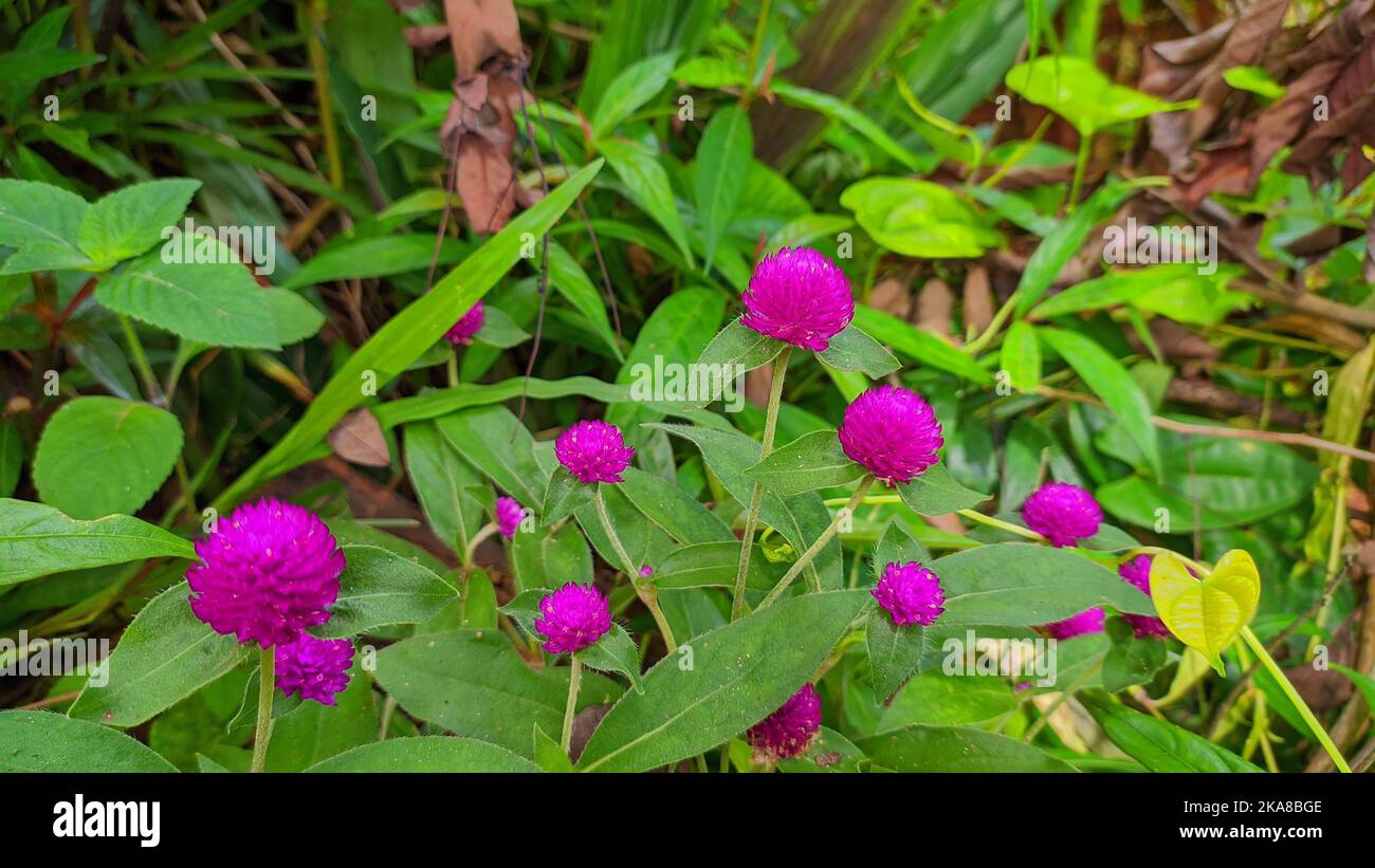 A closeup of purple Globe amaranth flowers with green leaves in the garden Stock Photo