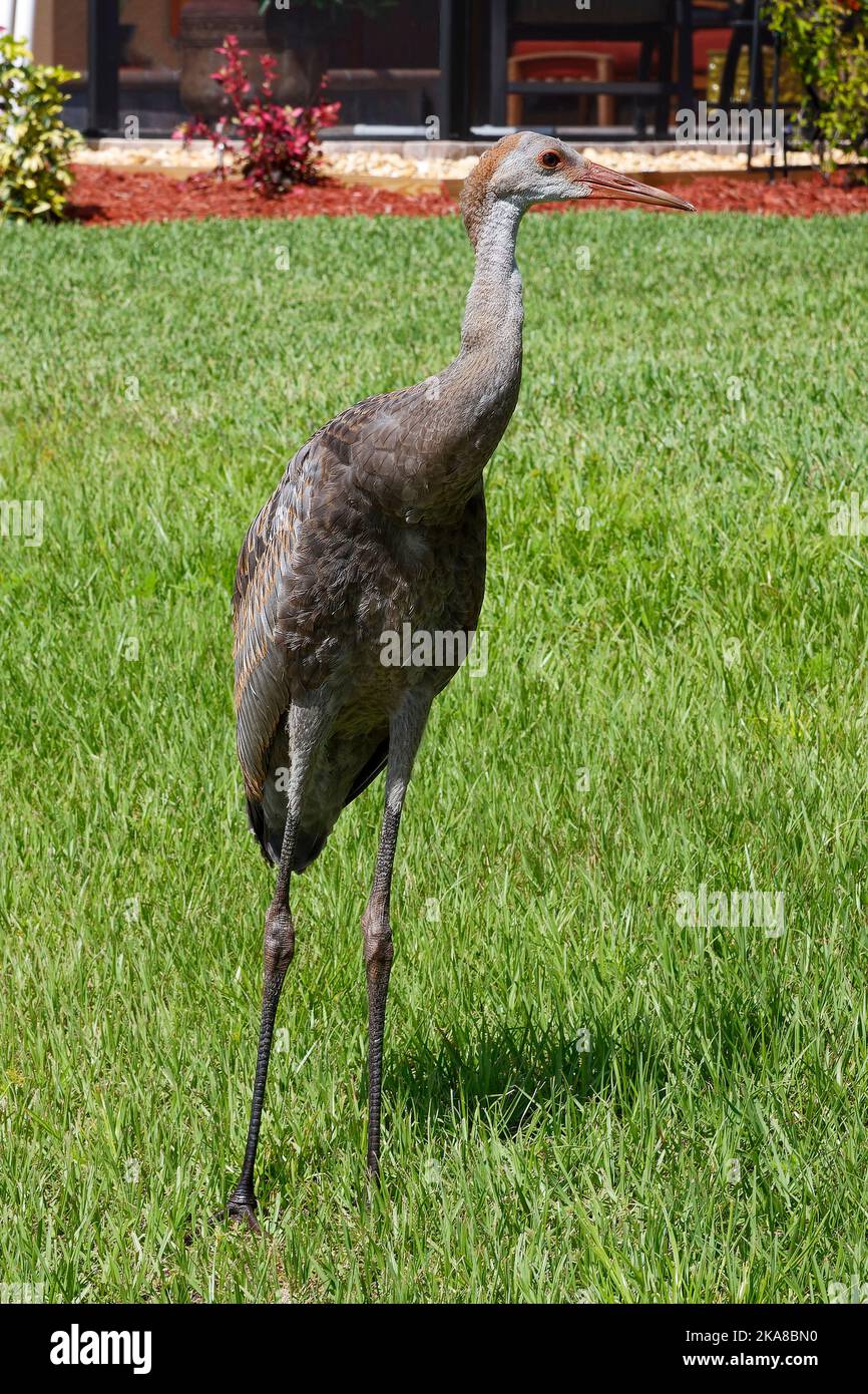Sandhill Crane, walking through grass, toward house, backyard, very large bird, Grus canadensis, red forehead, tufted rump feathers, long neck, long l Stock Photo