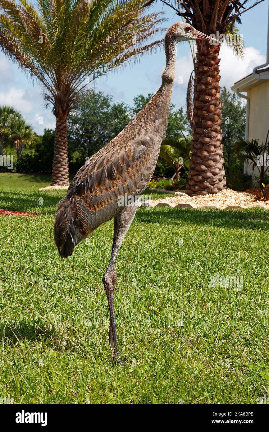 Sandhill Crane, standing in grass, backyard, very large bird, Grus canadensis, red forehead, tufted rump feathers, long neck, long legs, wildlife, ani Stock Photo