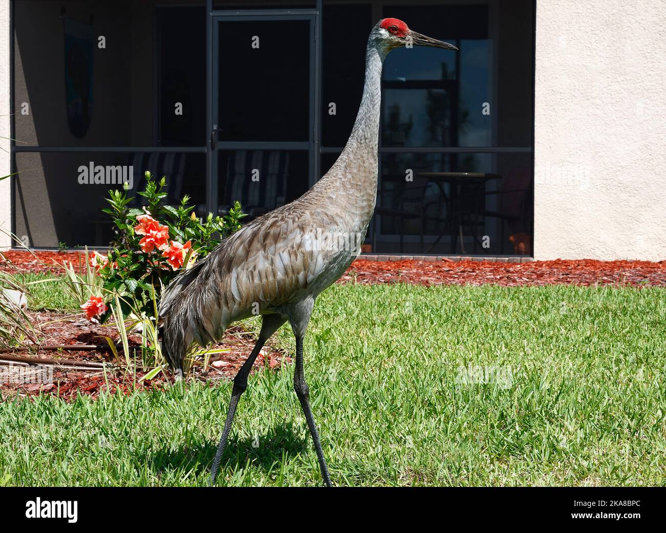 Sandhill Crane, walking through grass, by house, backyard, very large bird, Grus canadensis, red forehead, tufted rump feathers, long neck, long legs, Stock Photo