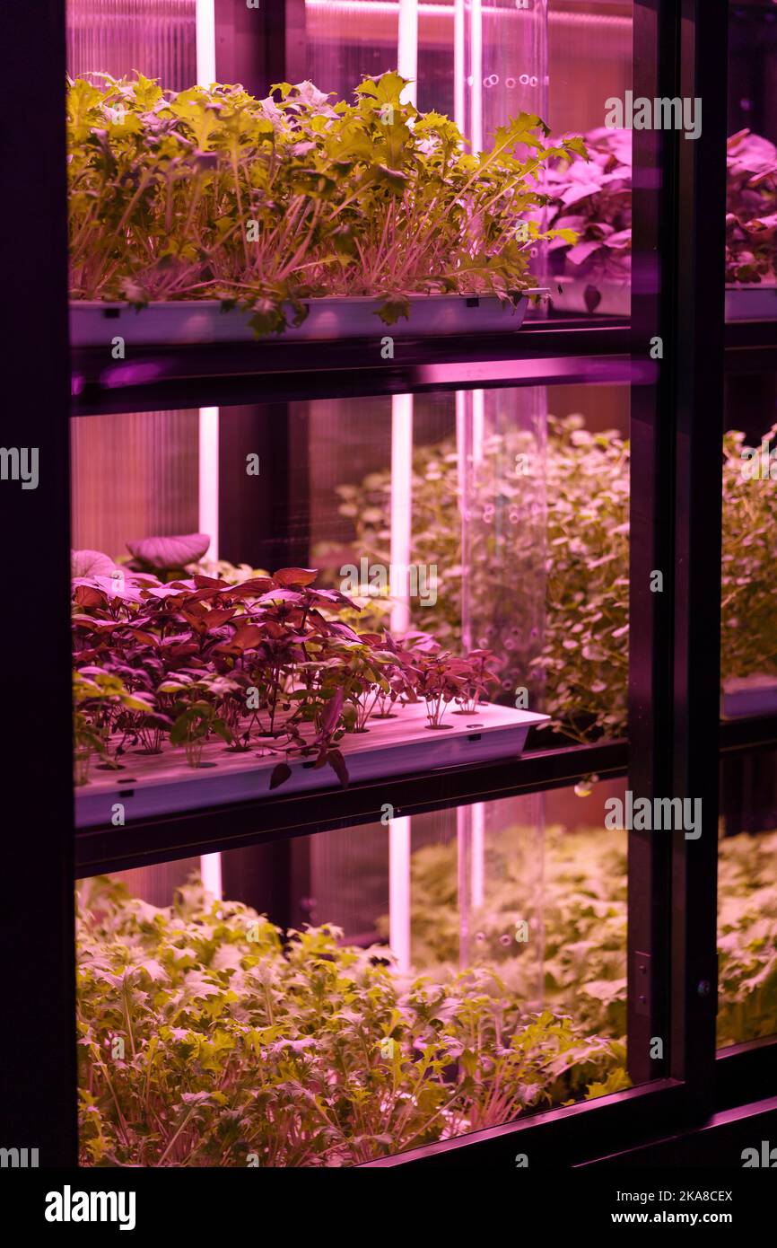 Full spectrum LED grow lights for lettuce and basil. Hydroponics and