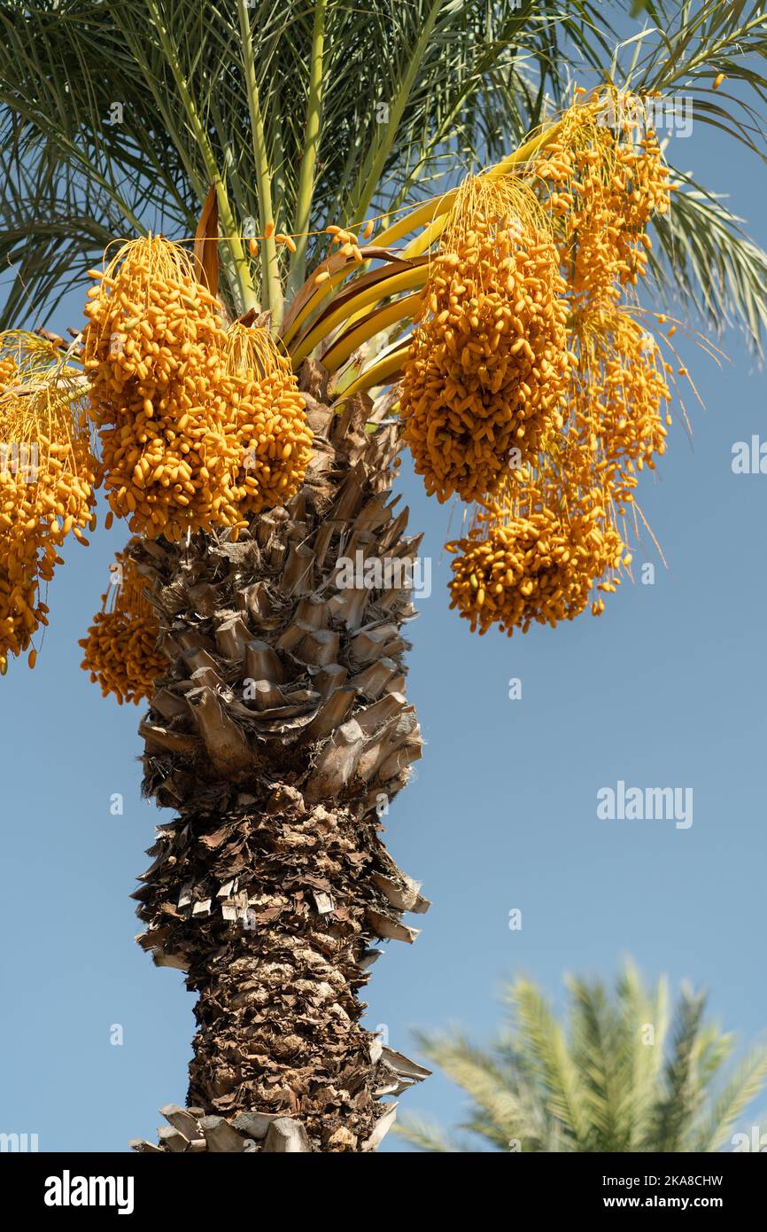 Tall palm tree with fruit hanging hi-res stock photography and