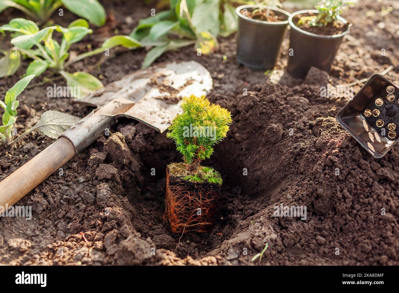 Planting anniek arborvitae into soil. Spherical evergreen thuja in container ready for